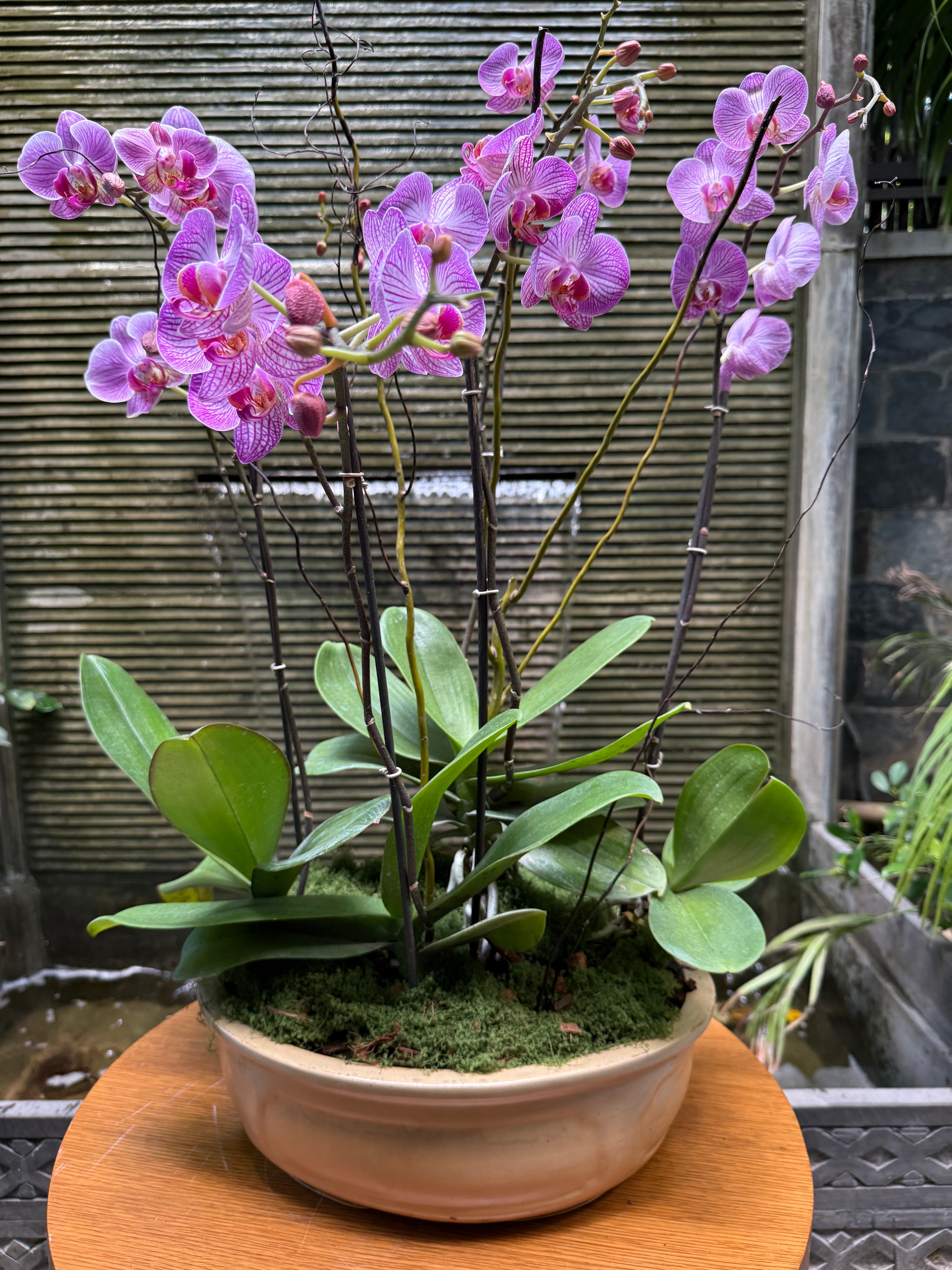 Phalaenopsis Orchid Pots - Subscription 1magnolialane