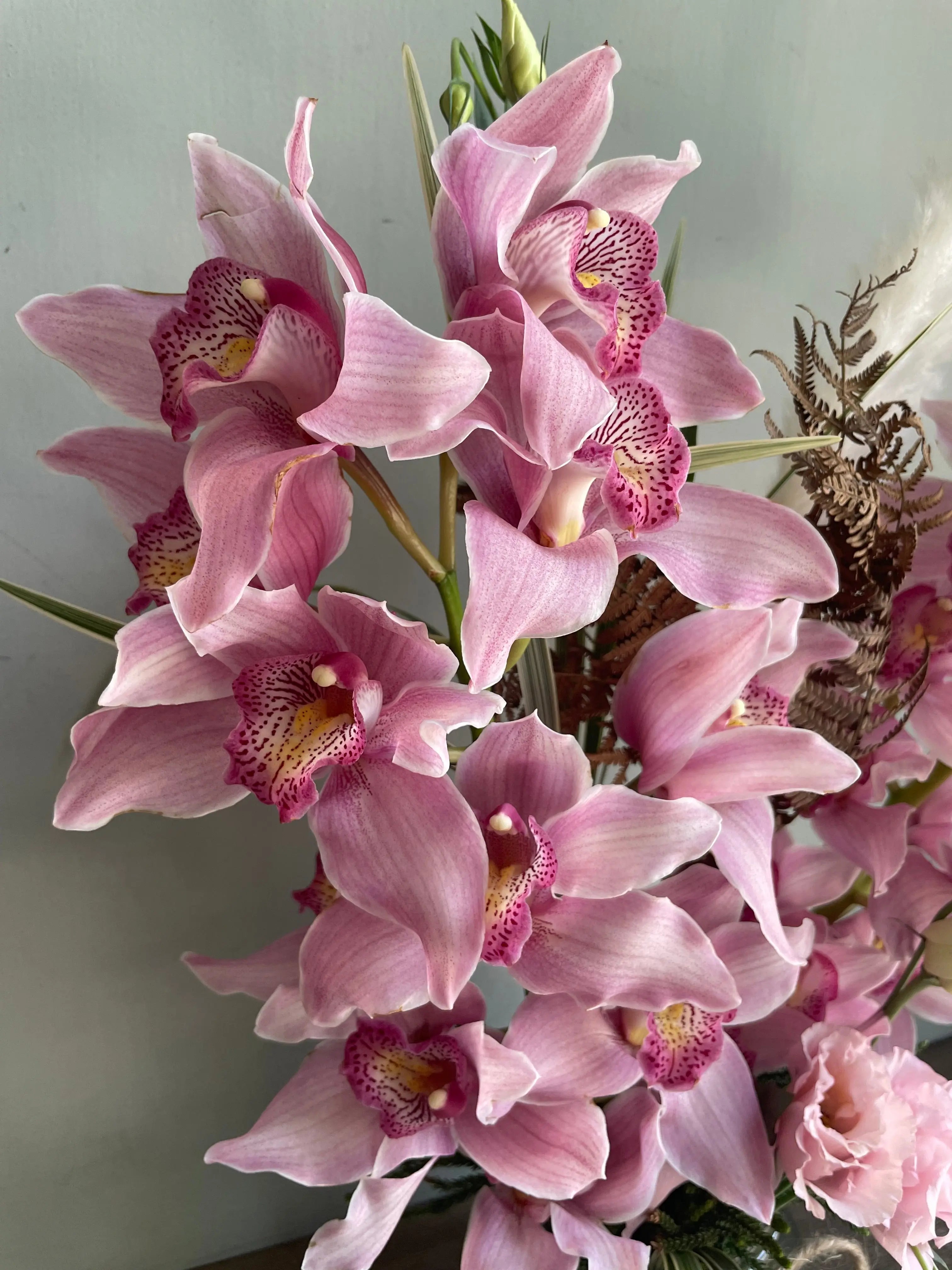 Orchid Dreams 1magnolialane