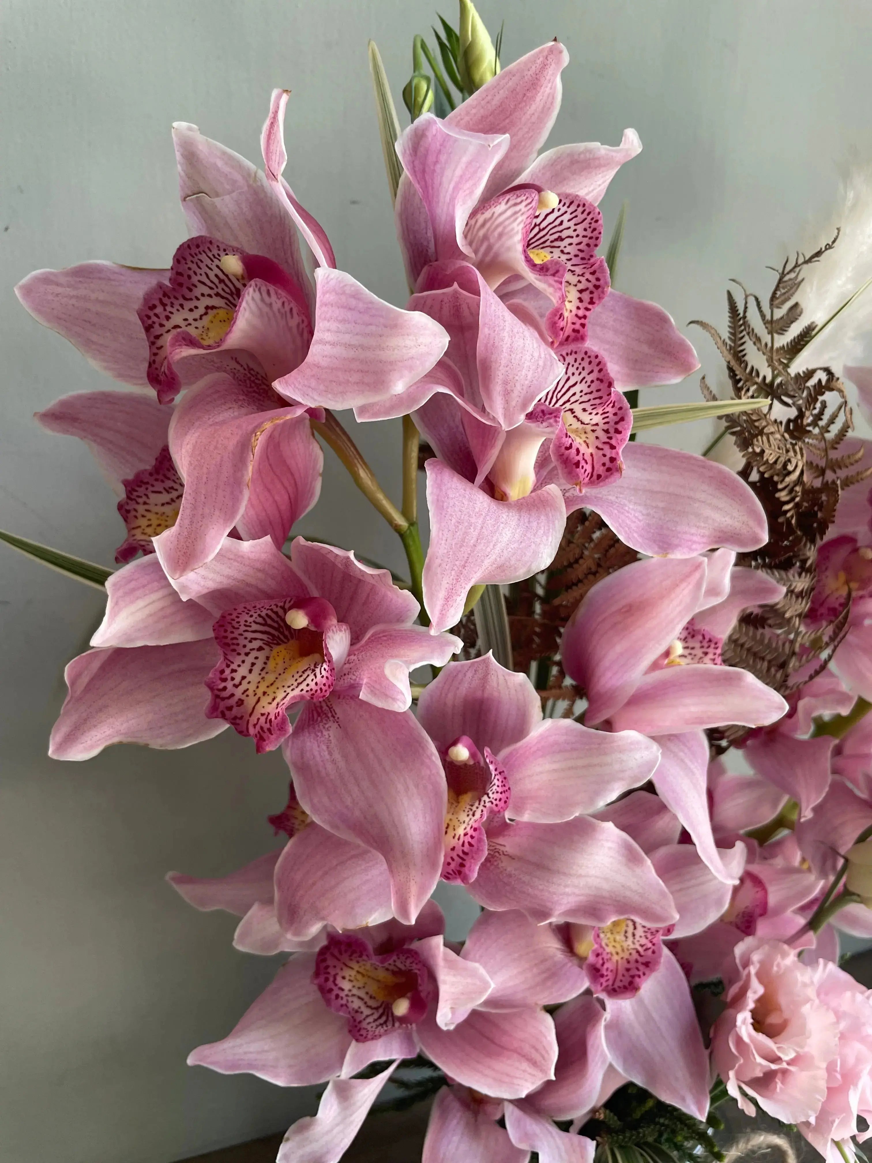 Orchid Dreams 1magnolialane