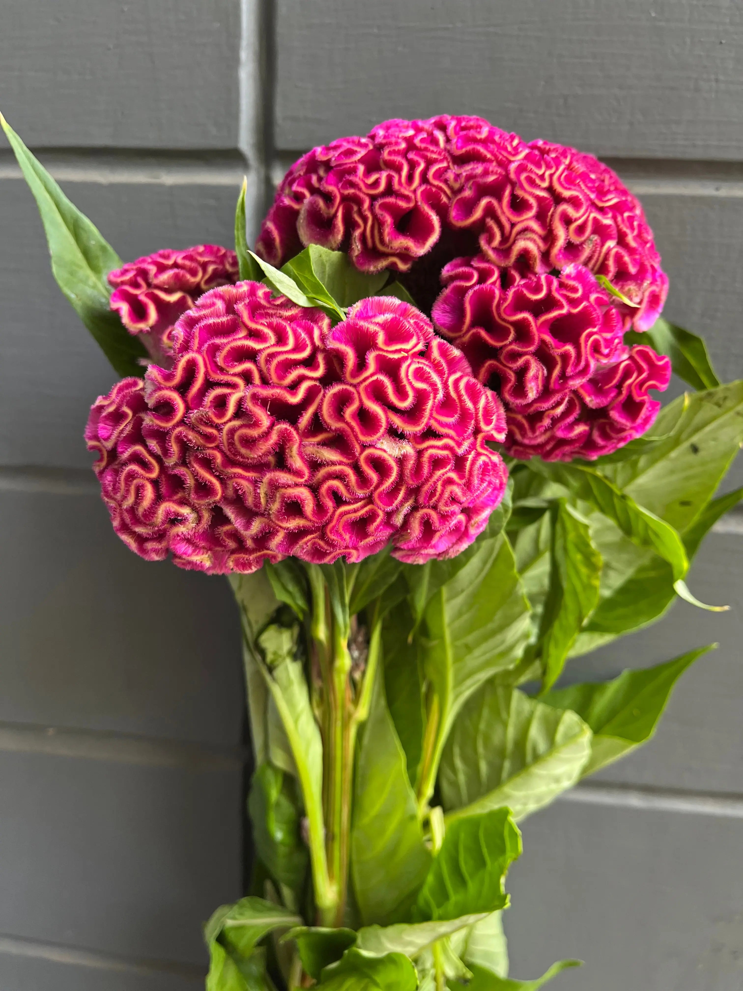 Cockscomb 1magnolialane