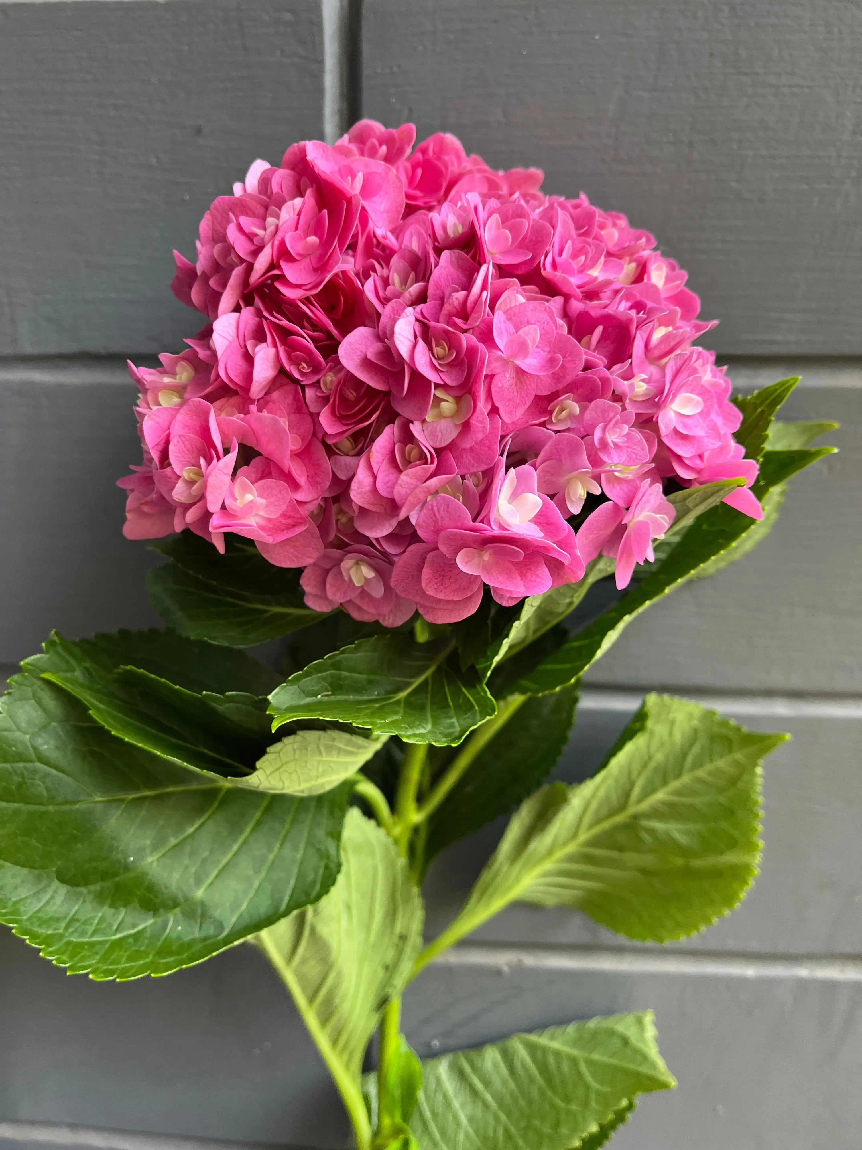 Hydrangea 1magnolialane
