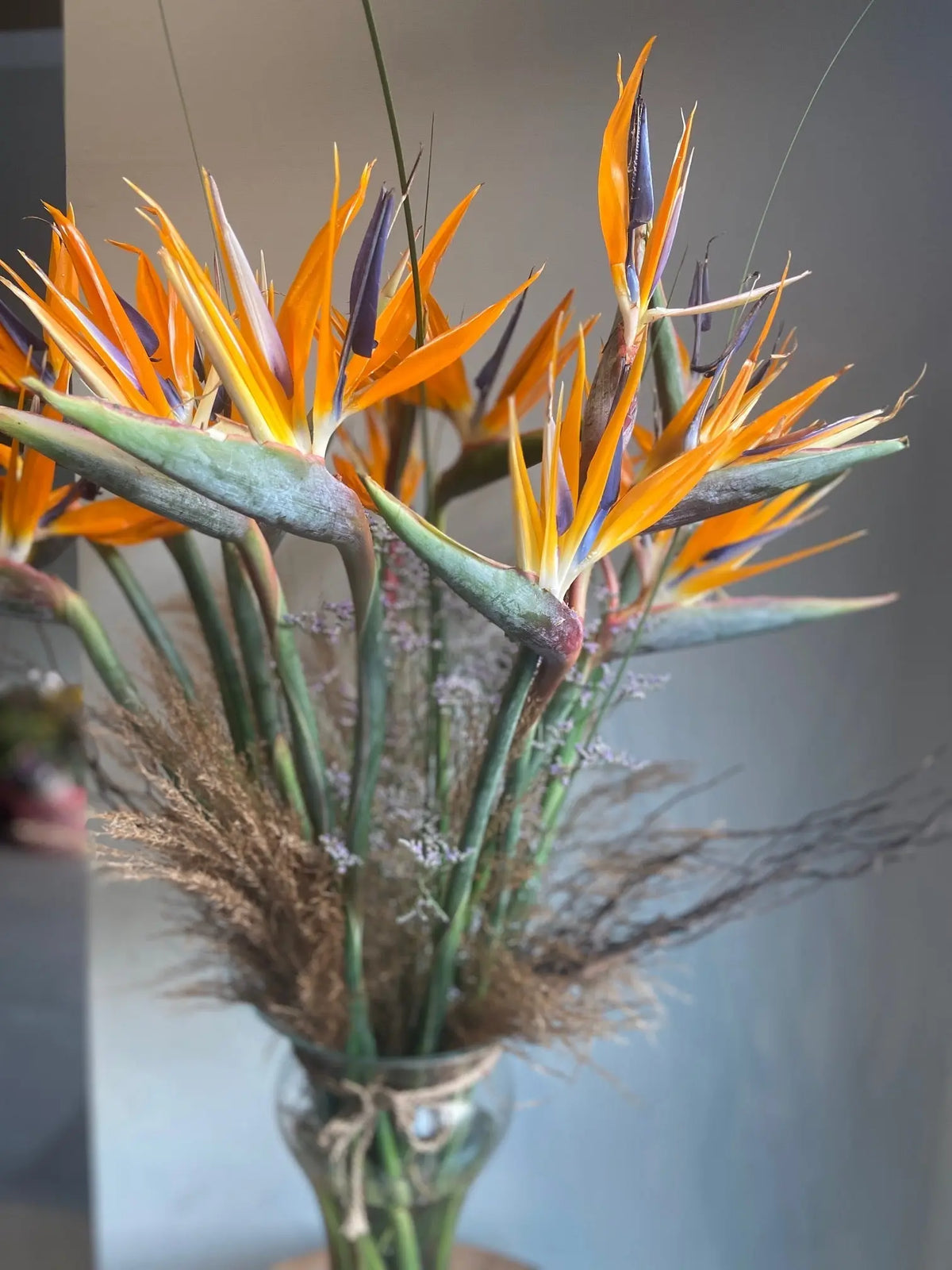 Bird of Paradise 1magnolialane