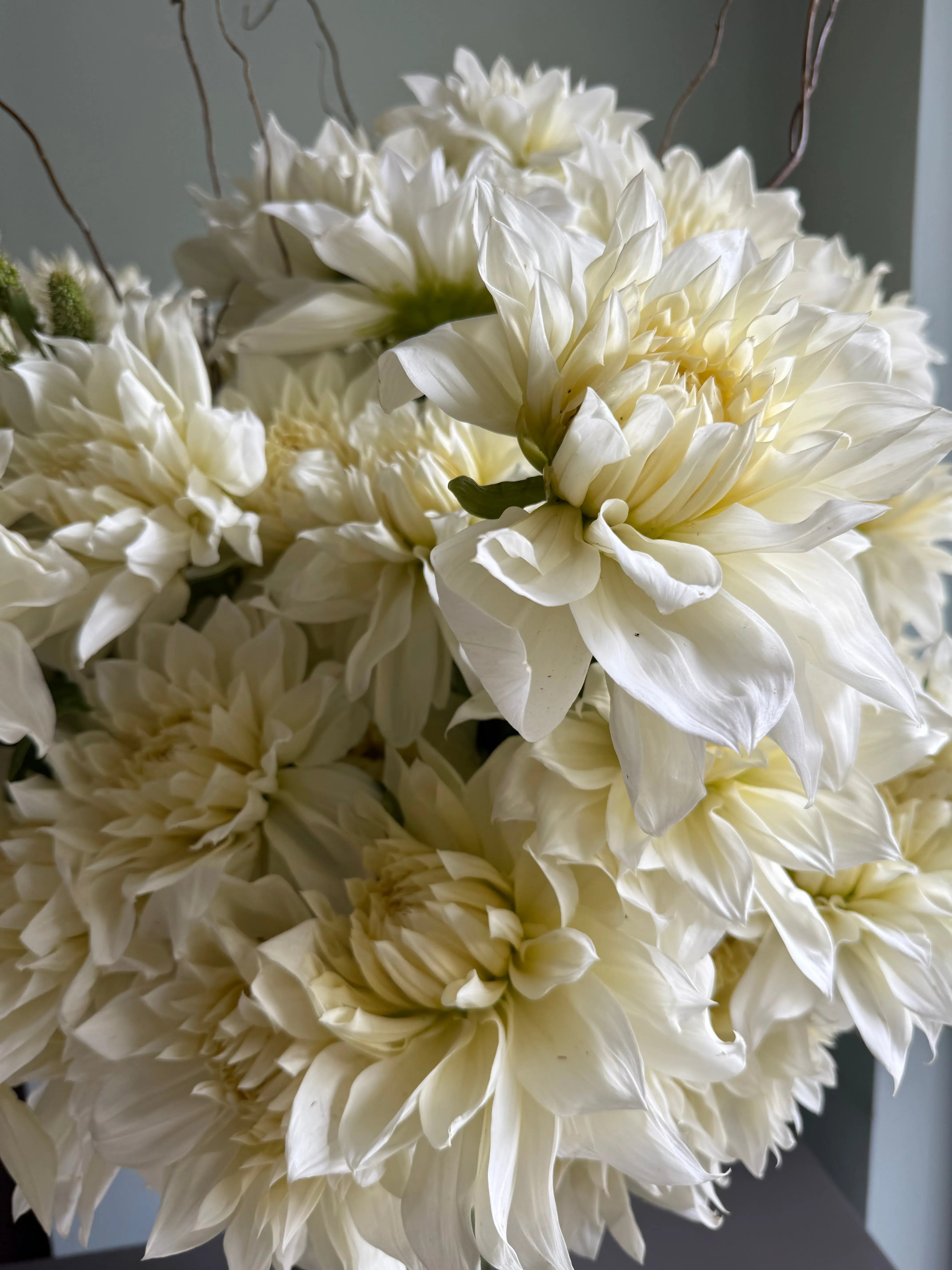 Strength 1magnolialane