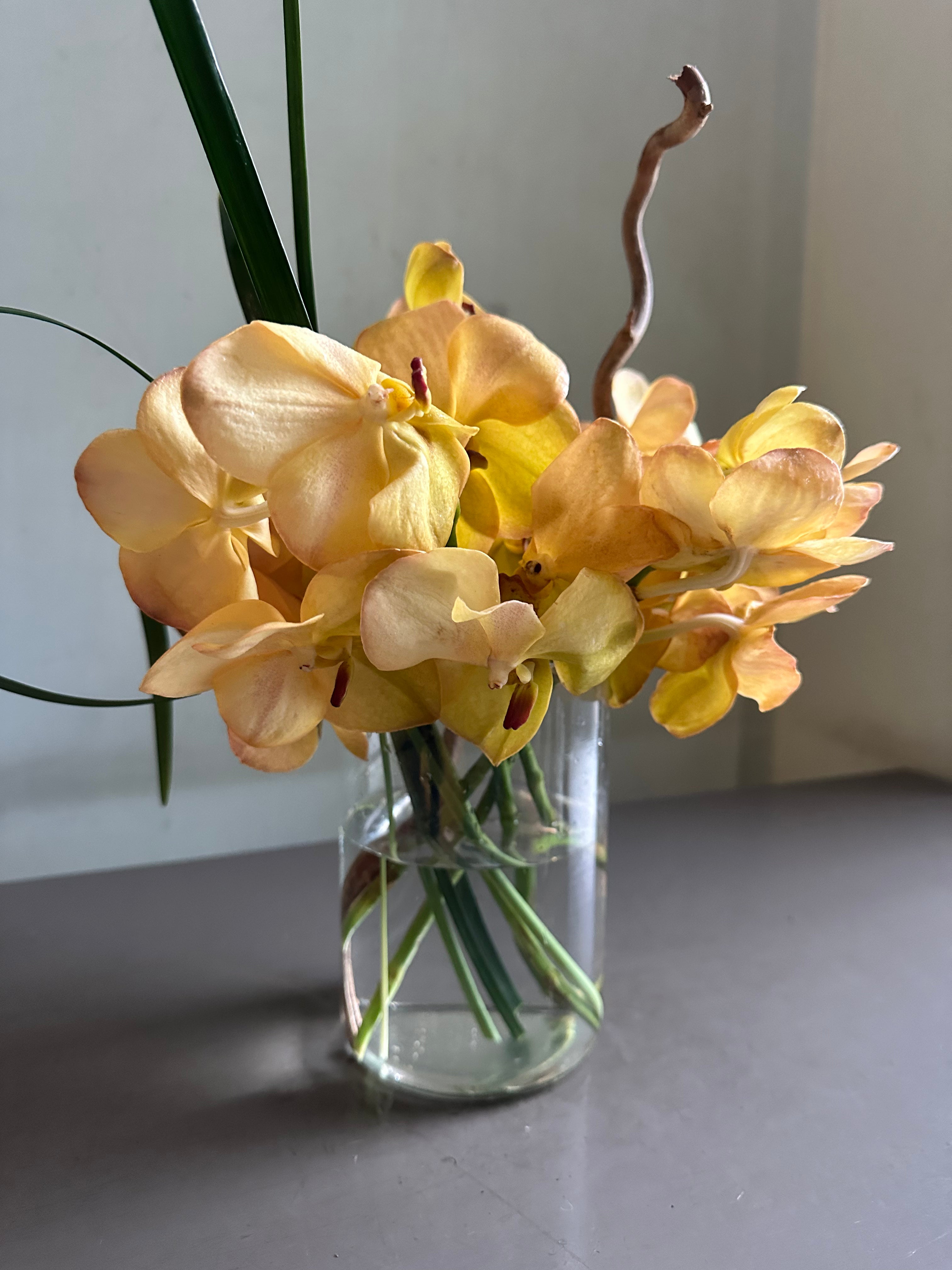 Orchid Sunrise 1magnolialane