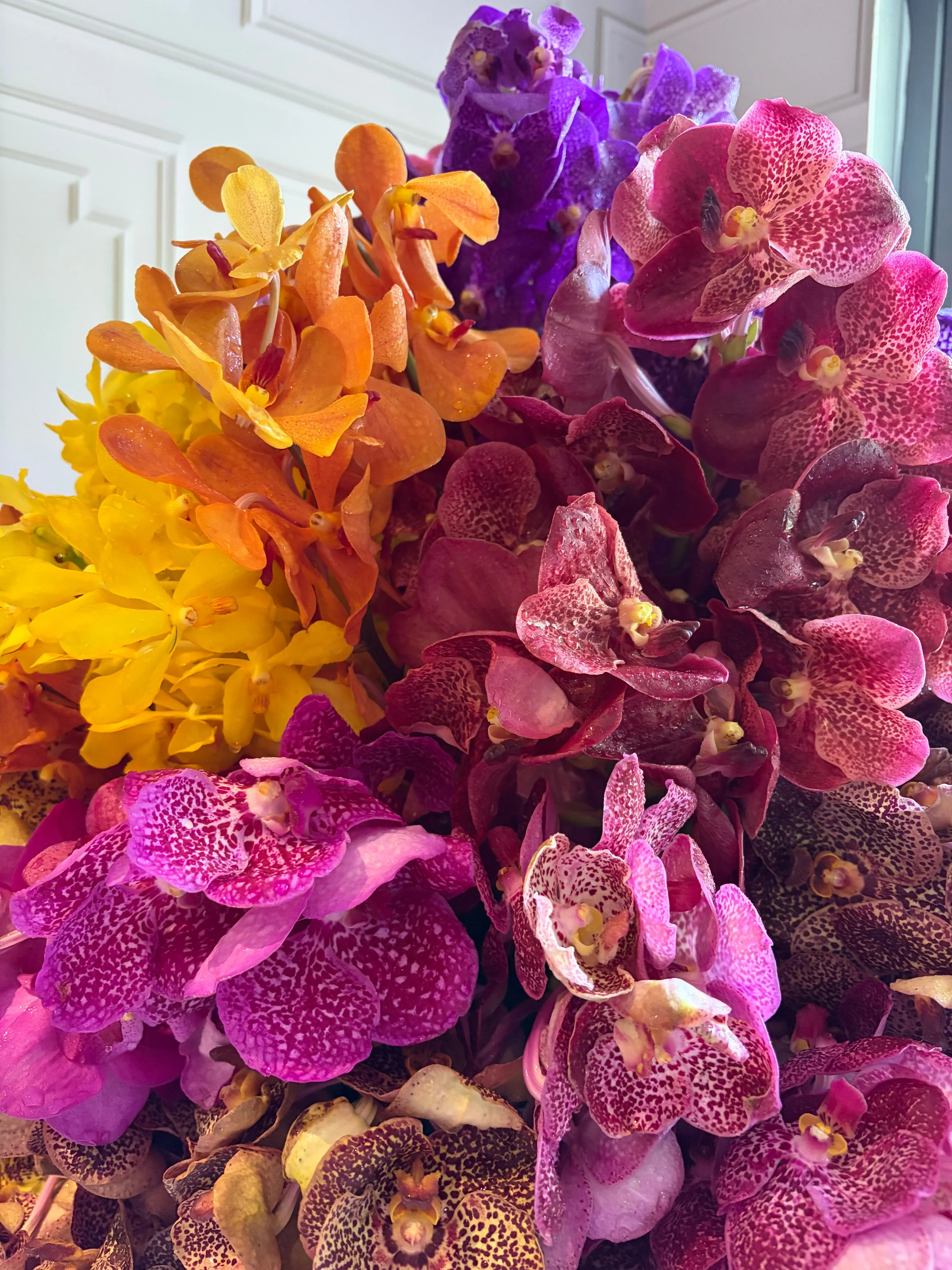 Aanandi 1magnolialane