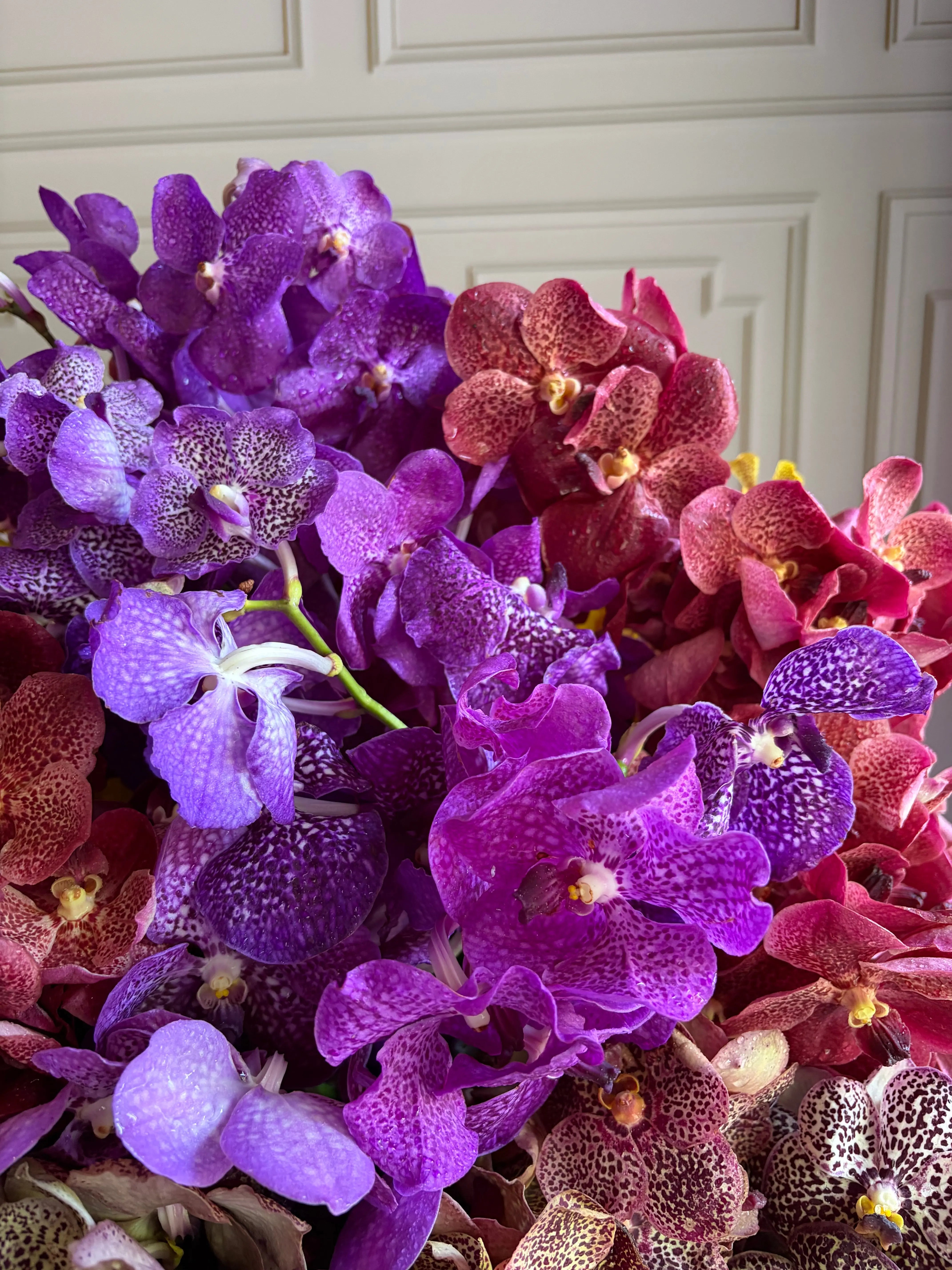 Aanandi 1magnolialane