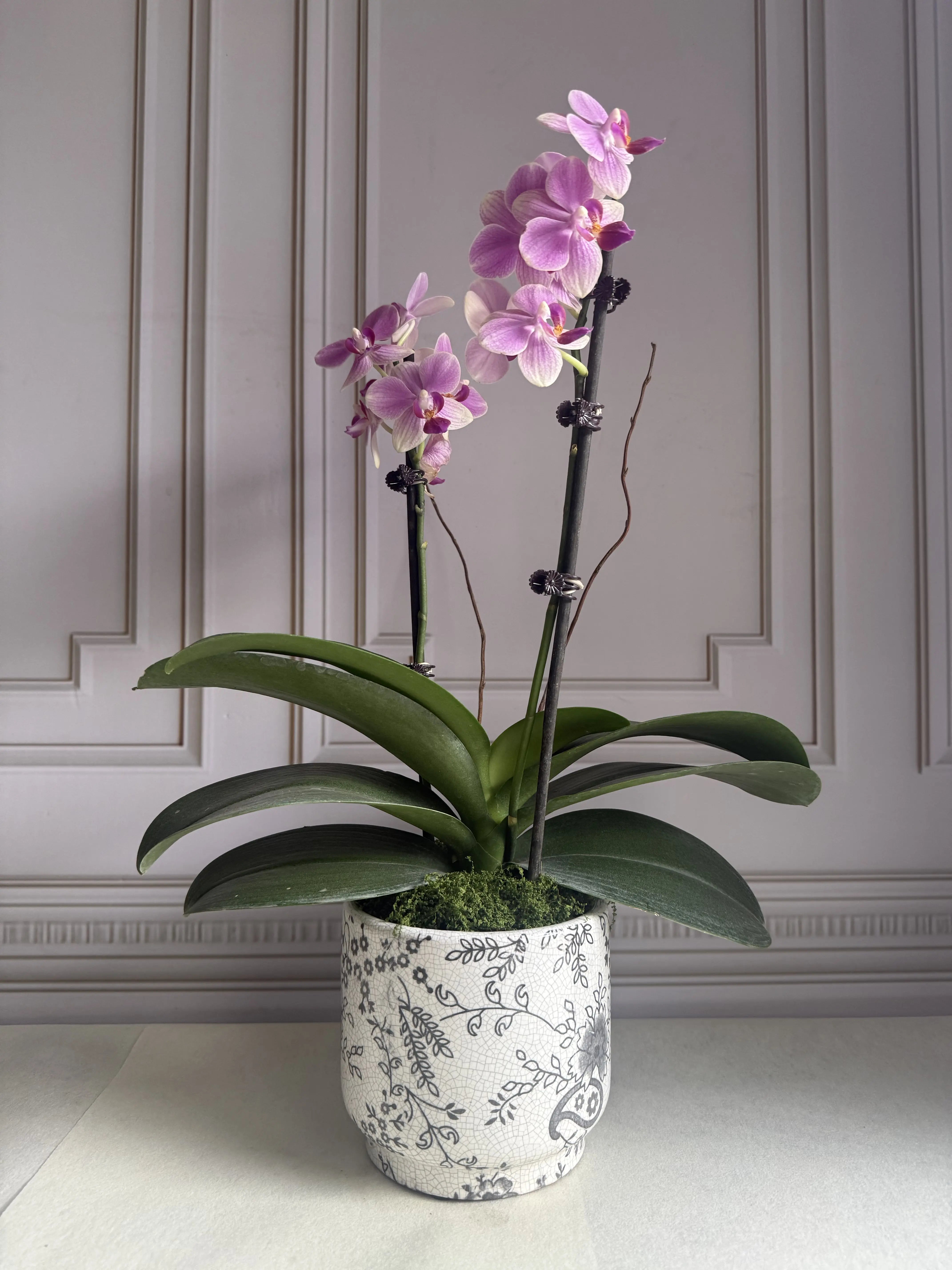 PHALAENOPSIS PLANT - DARK PINK 1magnolialane