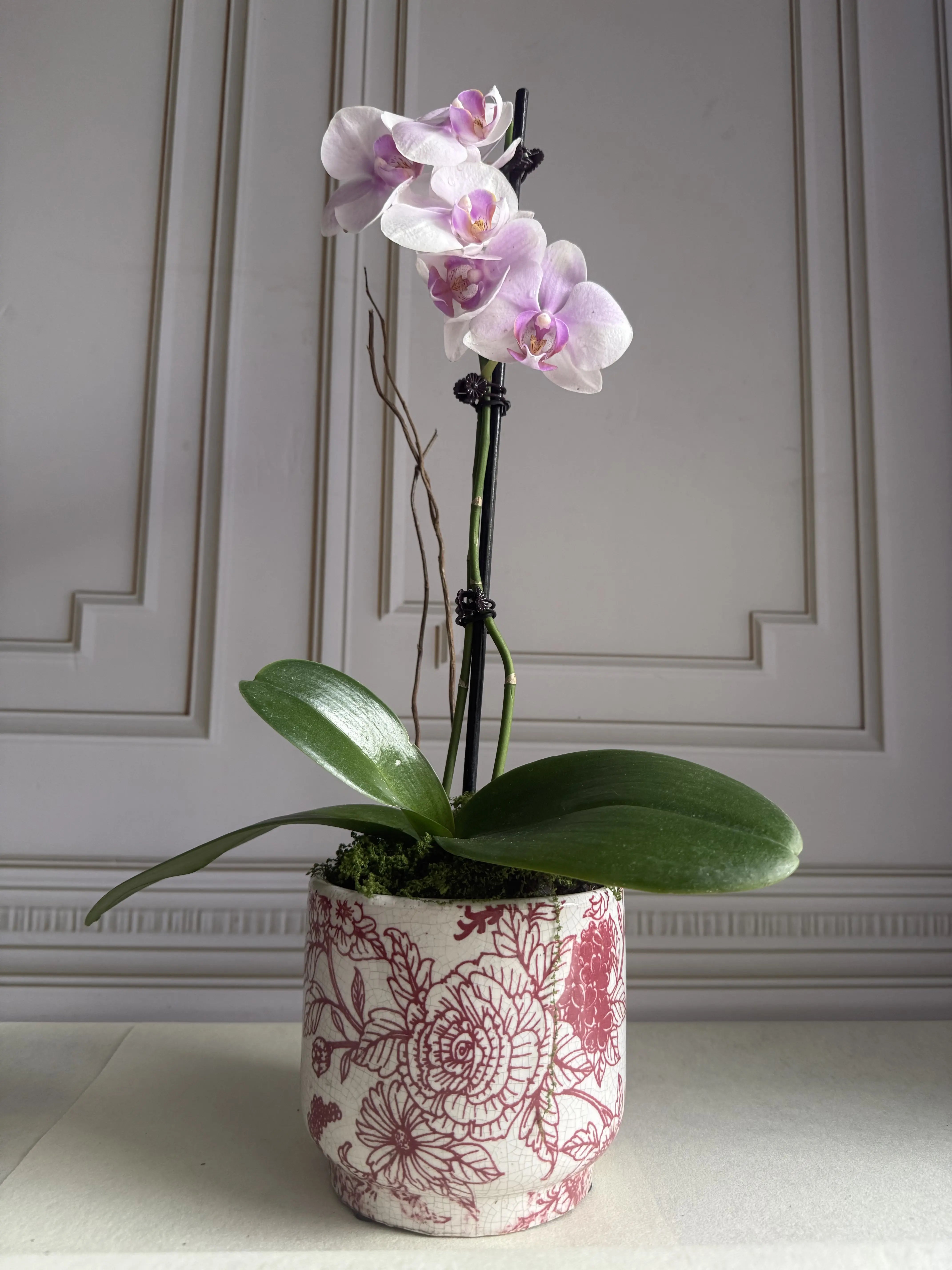 PHALAENOPSIS PLANT - PINK 1magnolialane