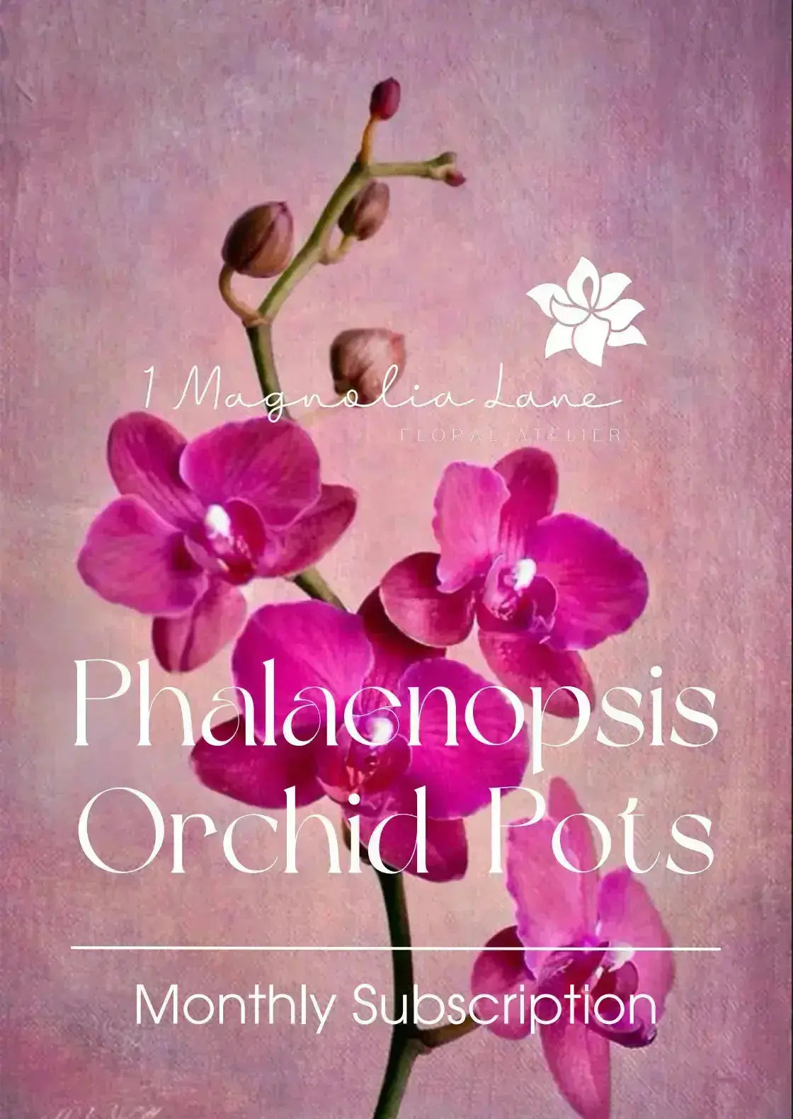 Phalaenopsis Orchid Pots - Subscription 1magnolialane