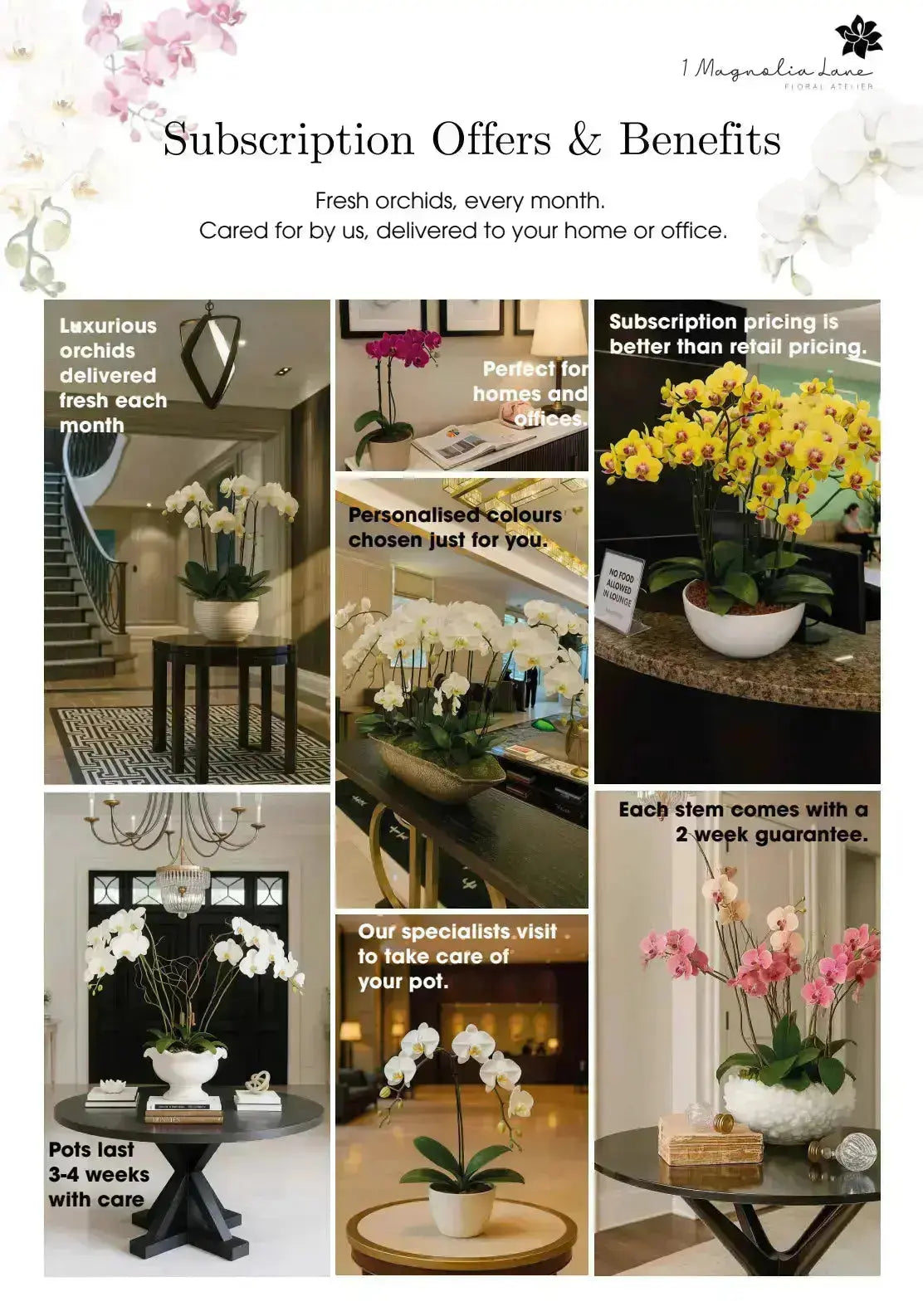Phalaenopsis Orchid Pots - Subscription 1magnolialane