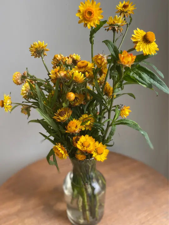 Helichrysum 1magnolialane