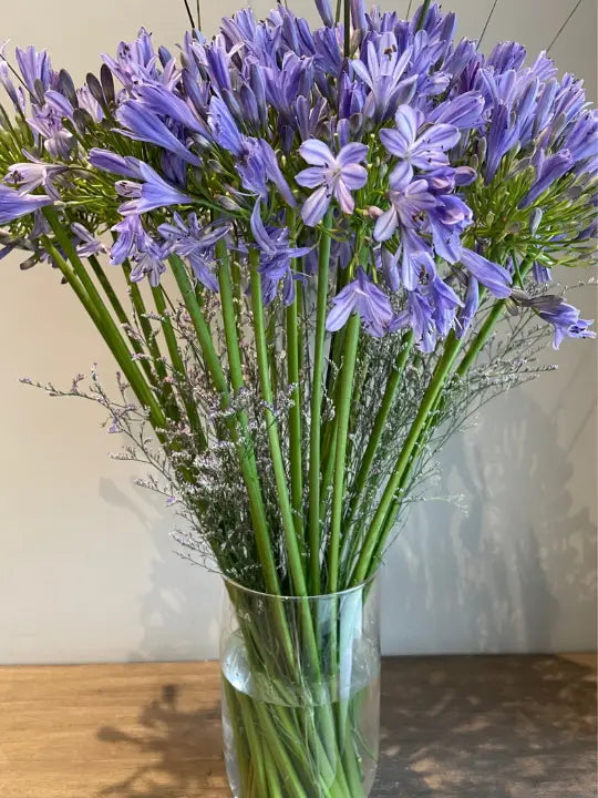 Agapanthus 1magnolialane