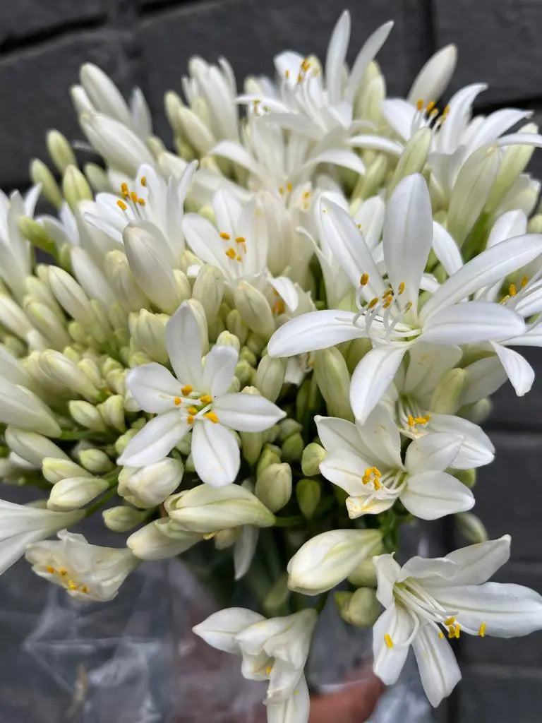 Agapanthus 1magnolialane