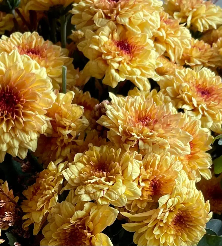 Chrysanthemum 1magnolialane