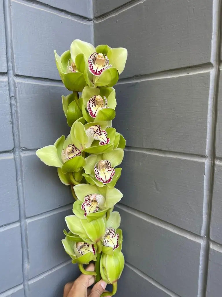Cymbidium 1magnolialane