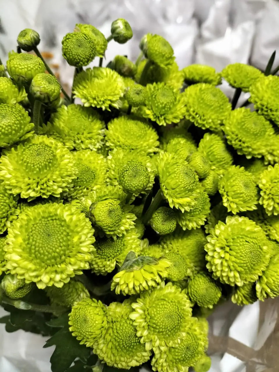 Chrysanthemum 1magnolialane