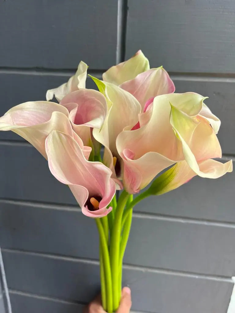 Calla Lily 1magnolialane
