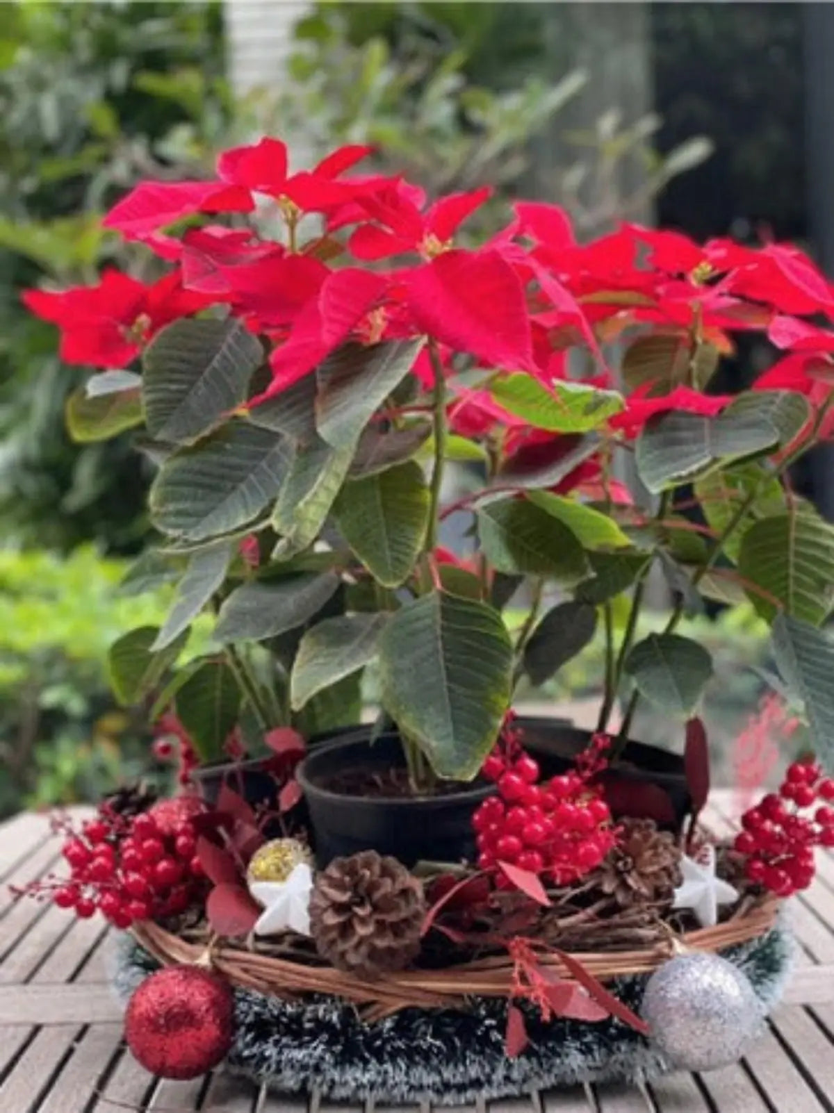 XMAS SHOWBOAT 1magnolialane