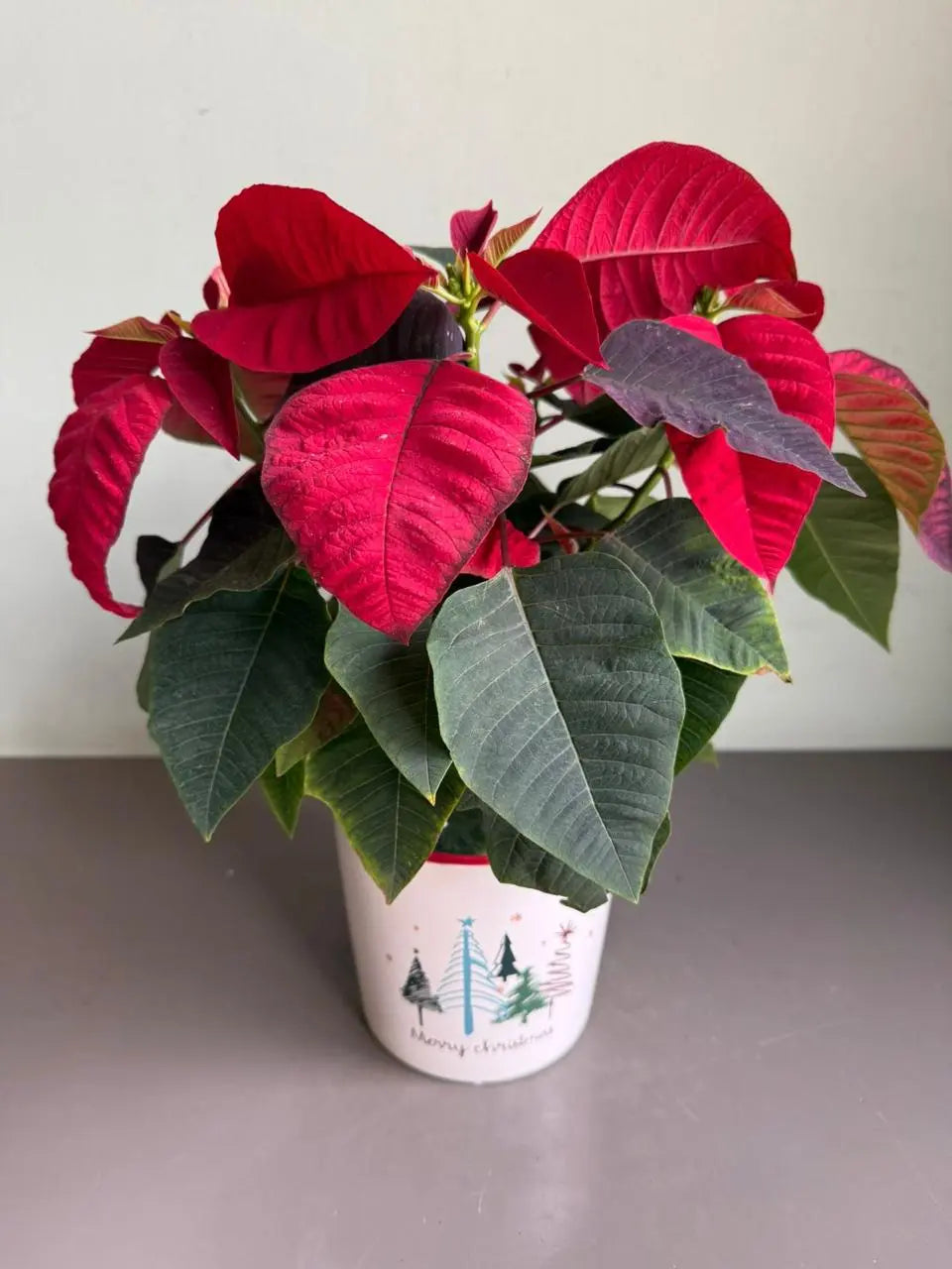 Santa’s Darling 1magnolialane