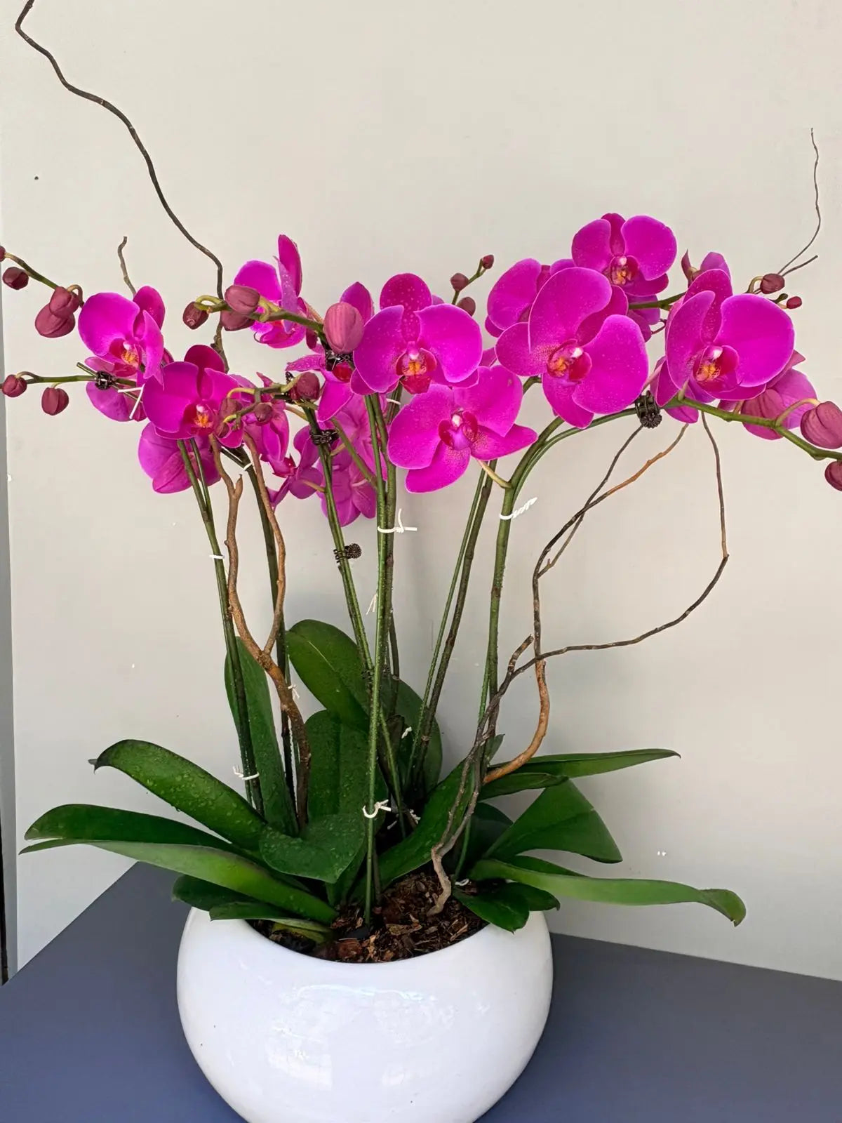 Phalaenopsis Plants - Pink 1magnolialane