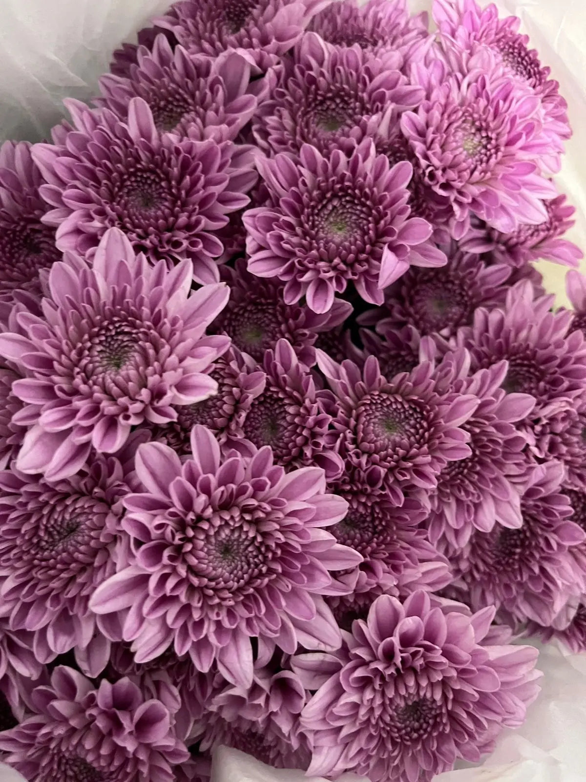 Chrysanthemum 1magnolialane