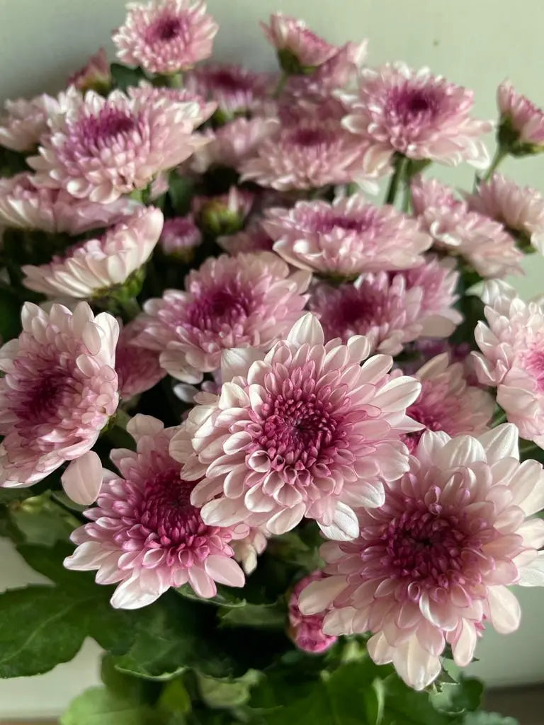 Chrysanthemum 1magnolialane