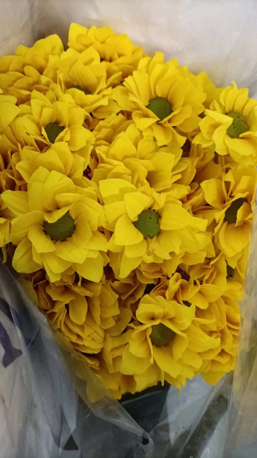 Chrysanthemum 1magnolialane