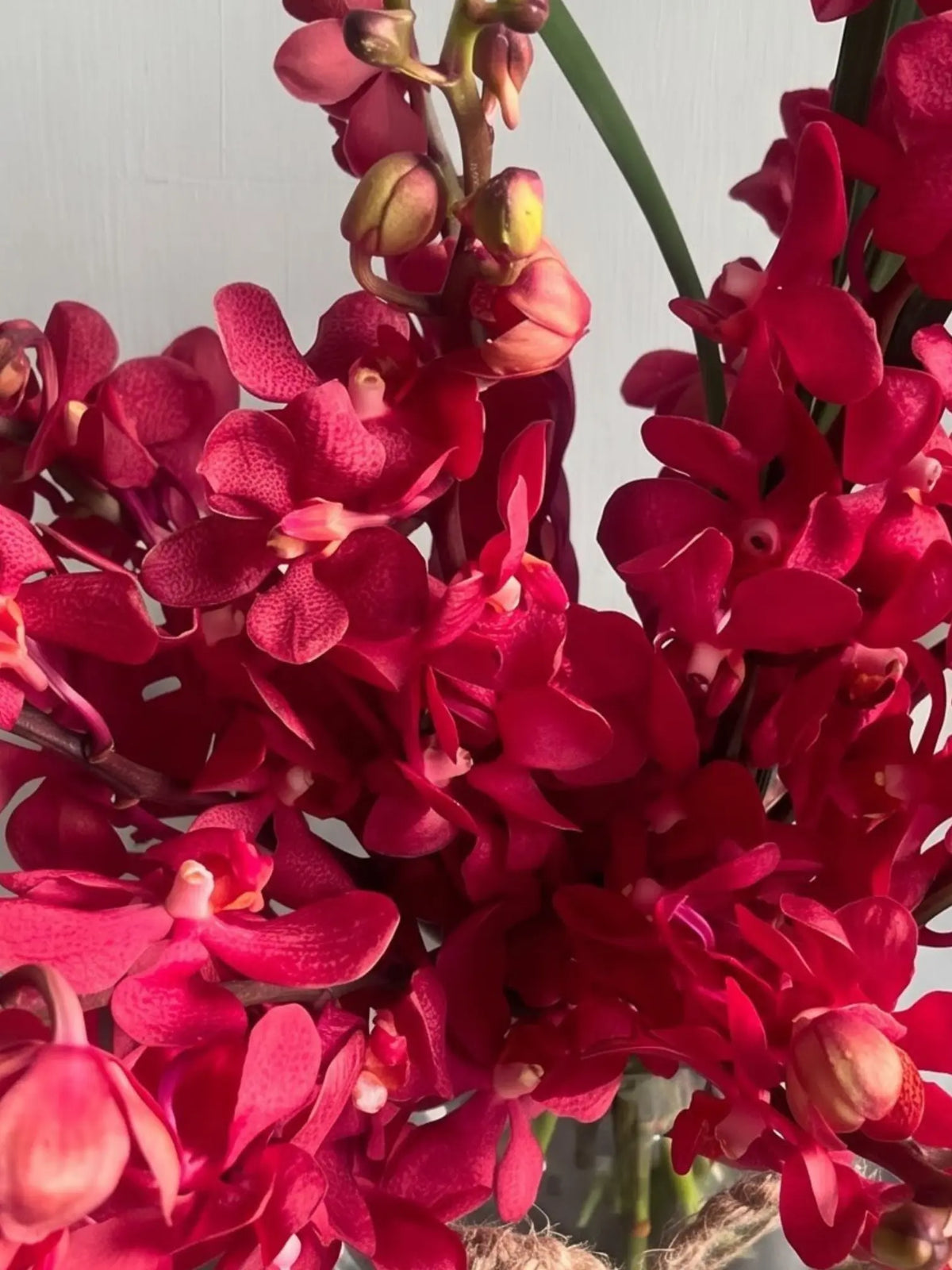 Rainbow Red by 1 Magnolia Lane - image 2