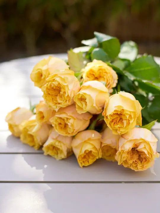 Rose 1magnolialane