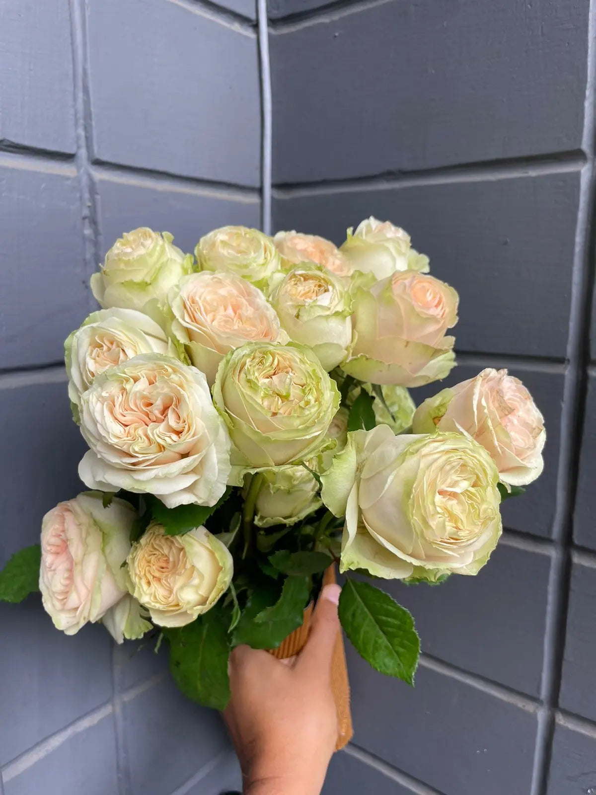 Rose 1magnolialane
