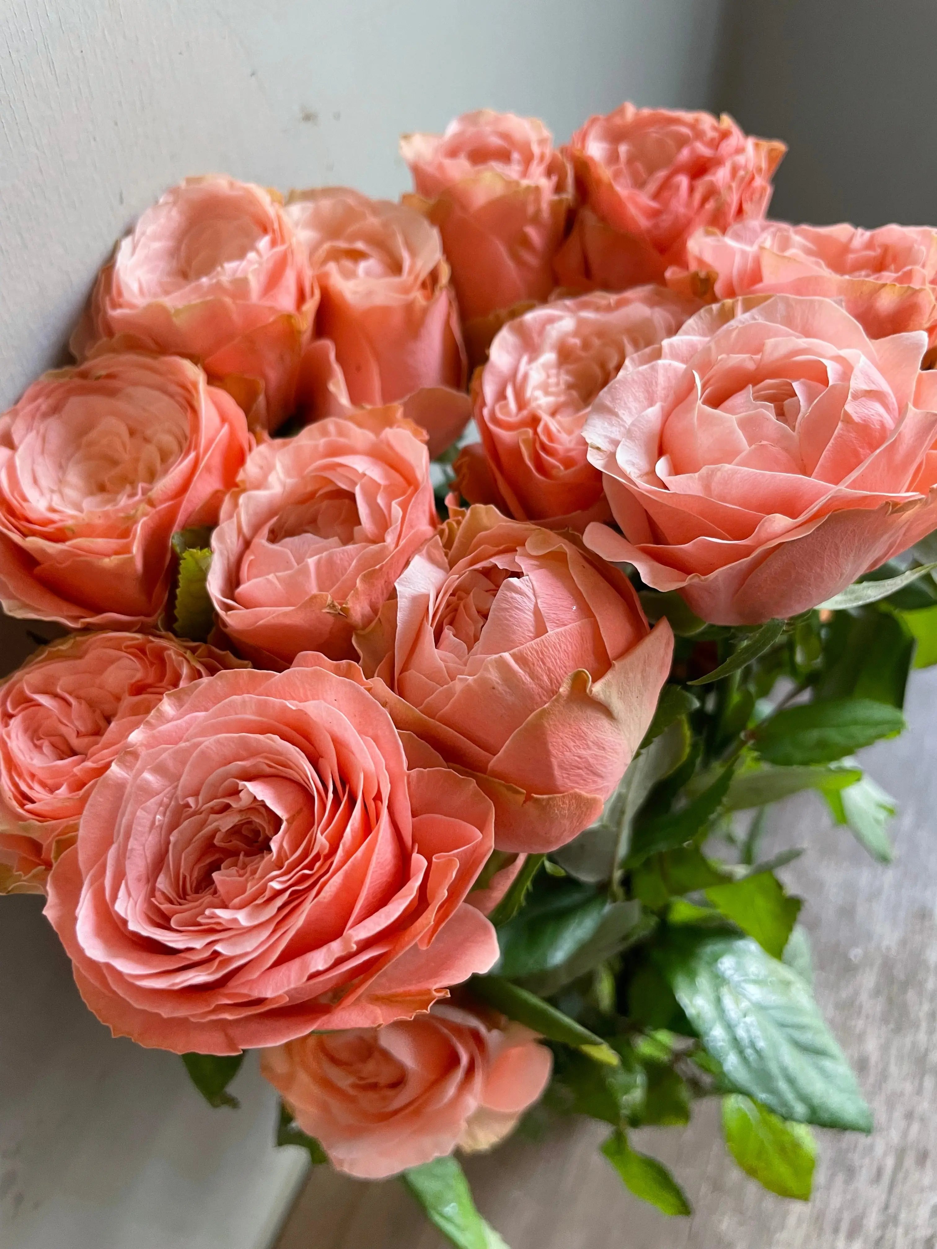 Rose 1magnolialane