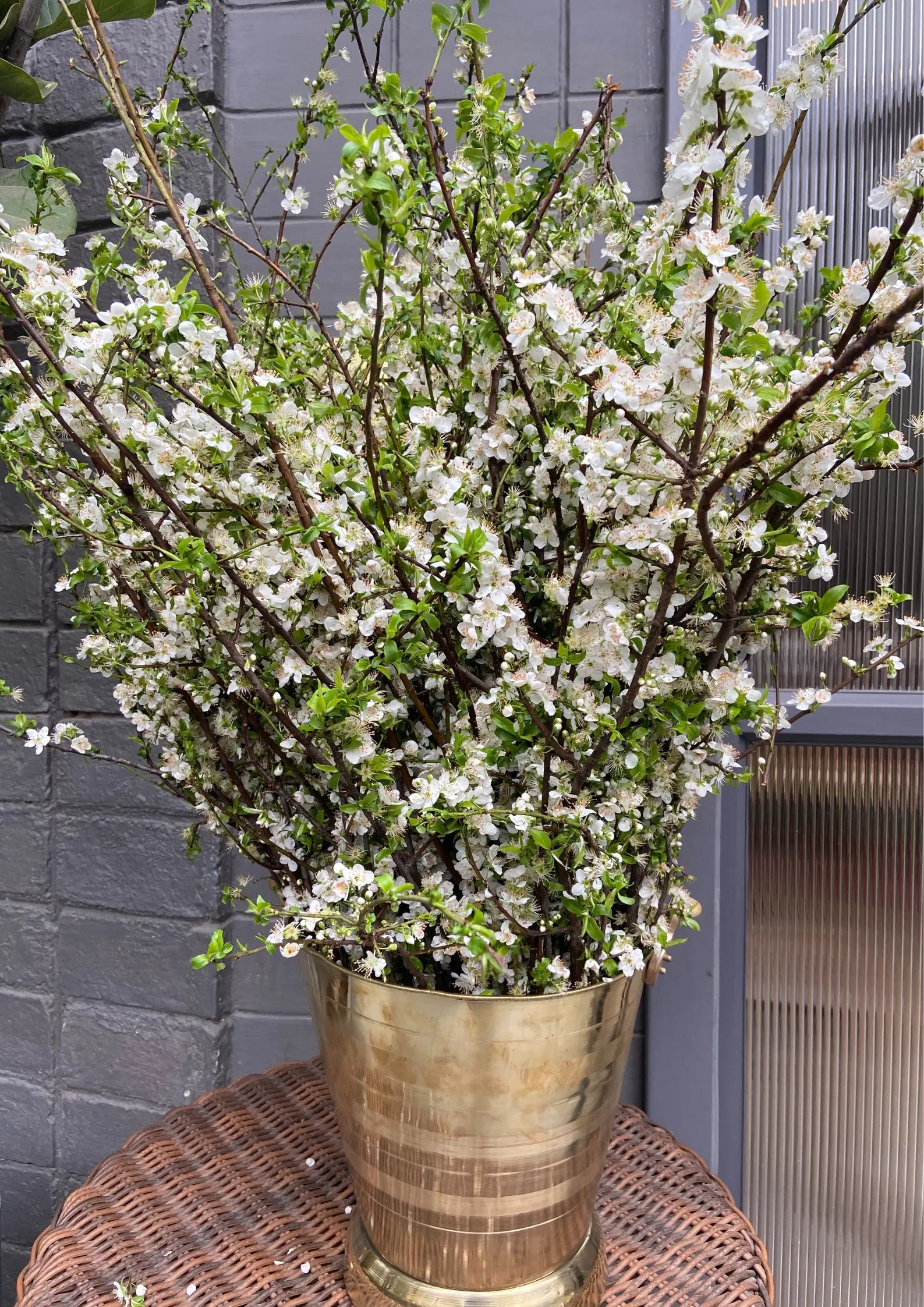 Cherry Blossoms in a Bucket 1magnolialane