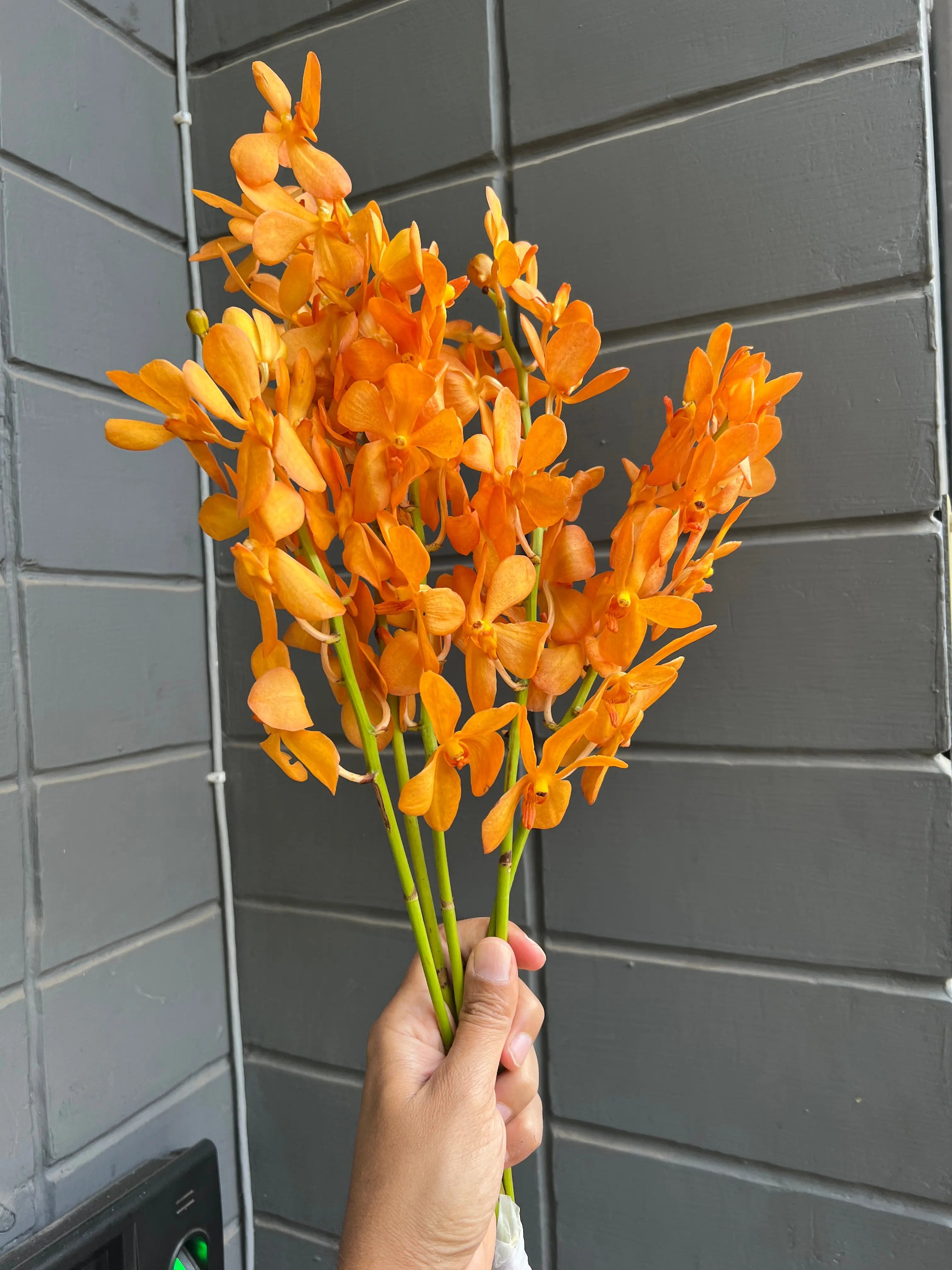 Mokara Orchid 1magnolialane