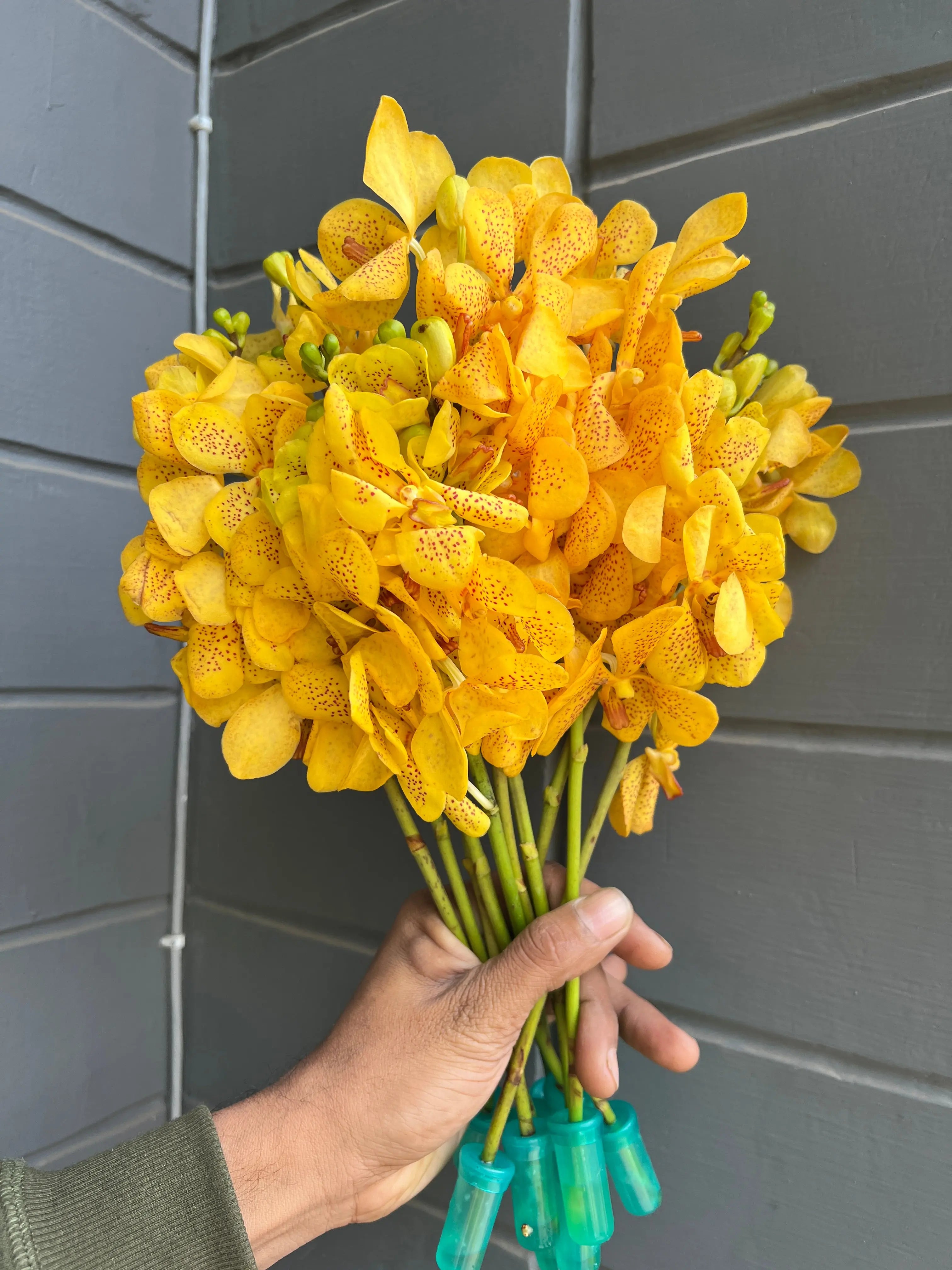 Mokara Orchid 1magnolialane