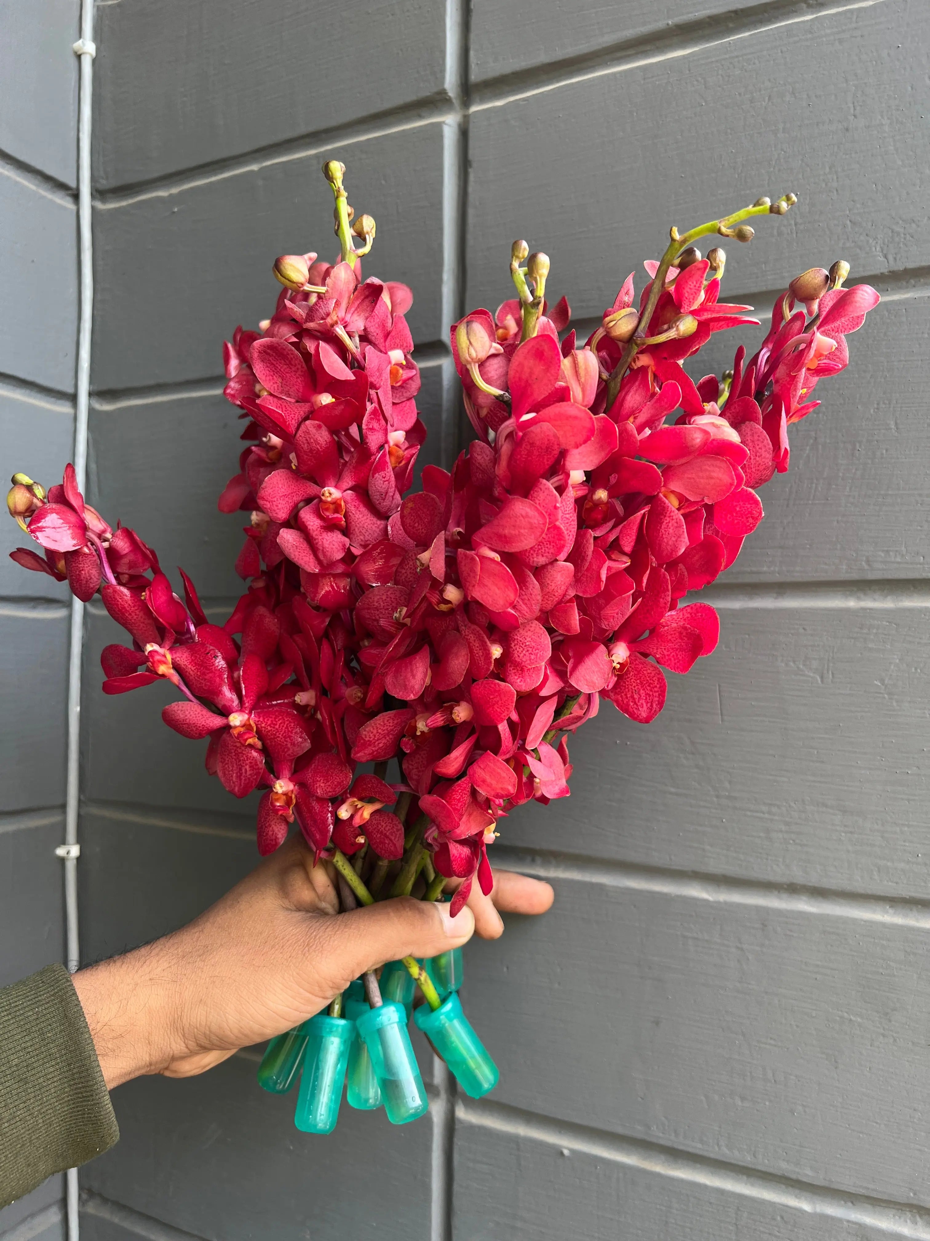 Mokara Orchid 1magnolialane