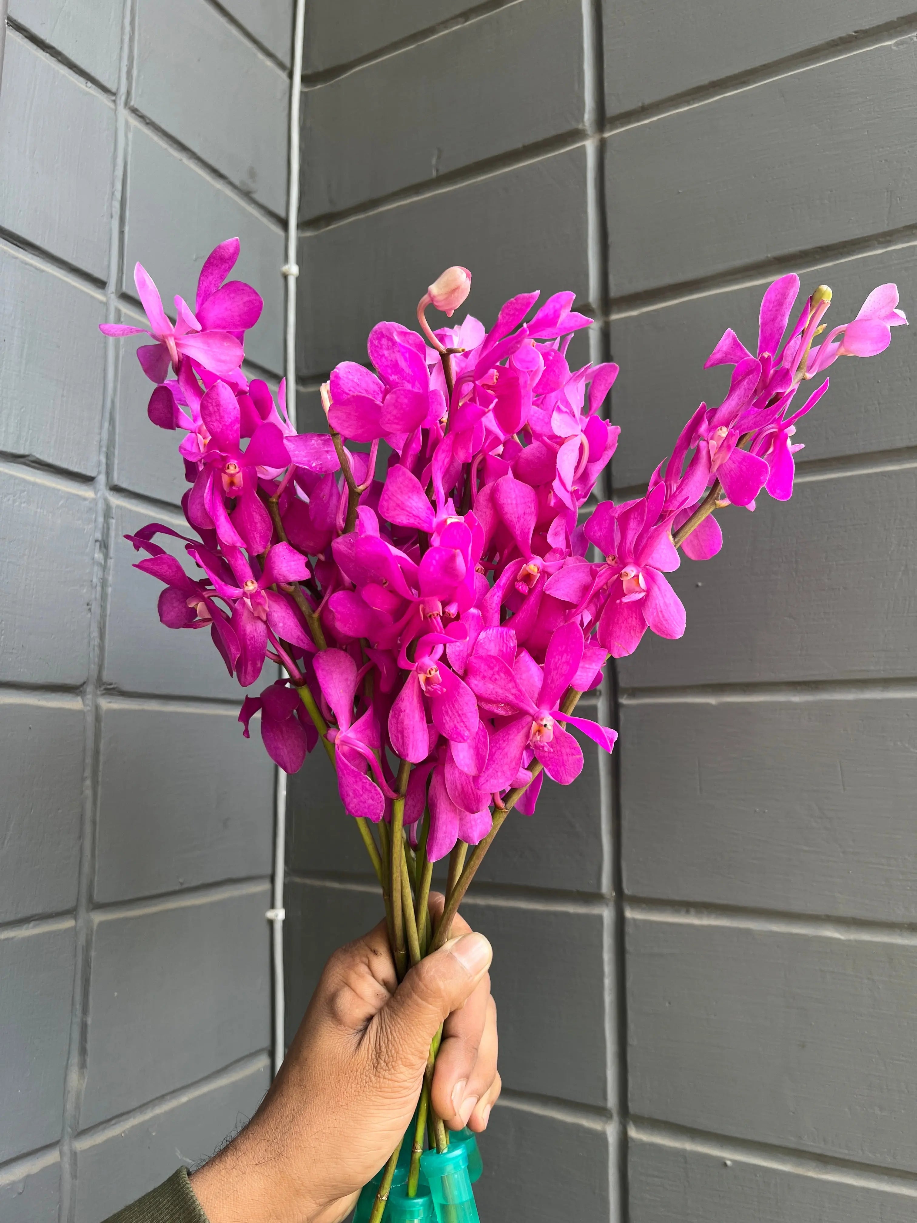 Mokara Orchid 1magnolialane