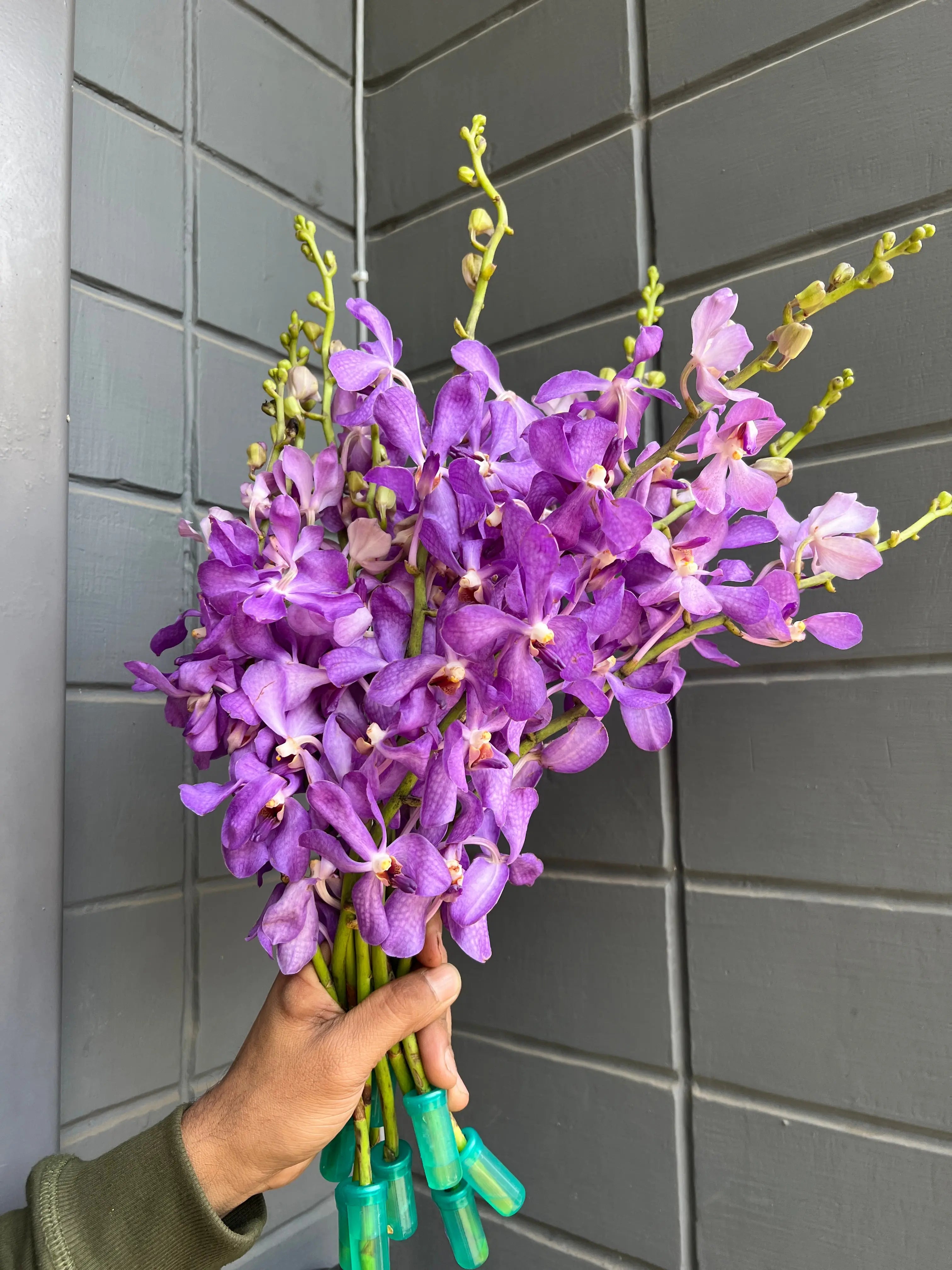 Mokara Orchid 1magnolialane