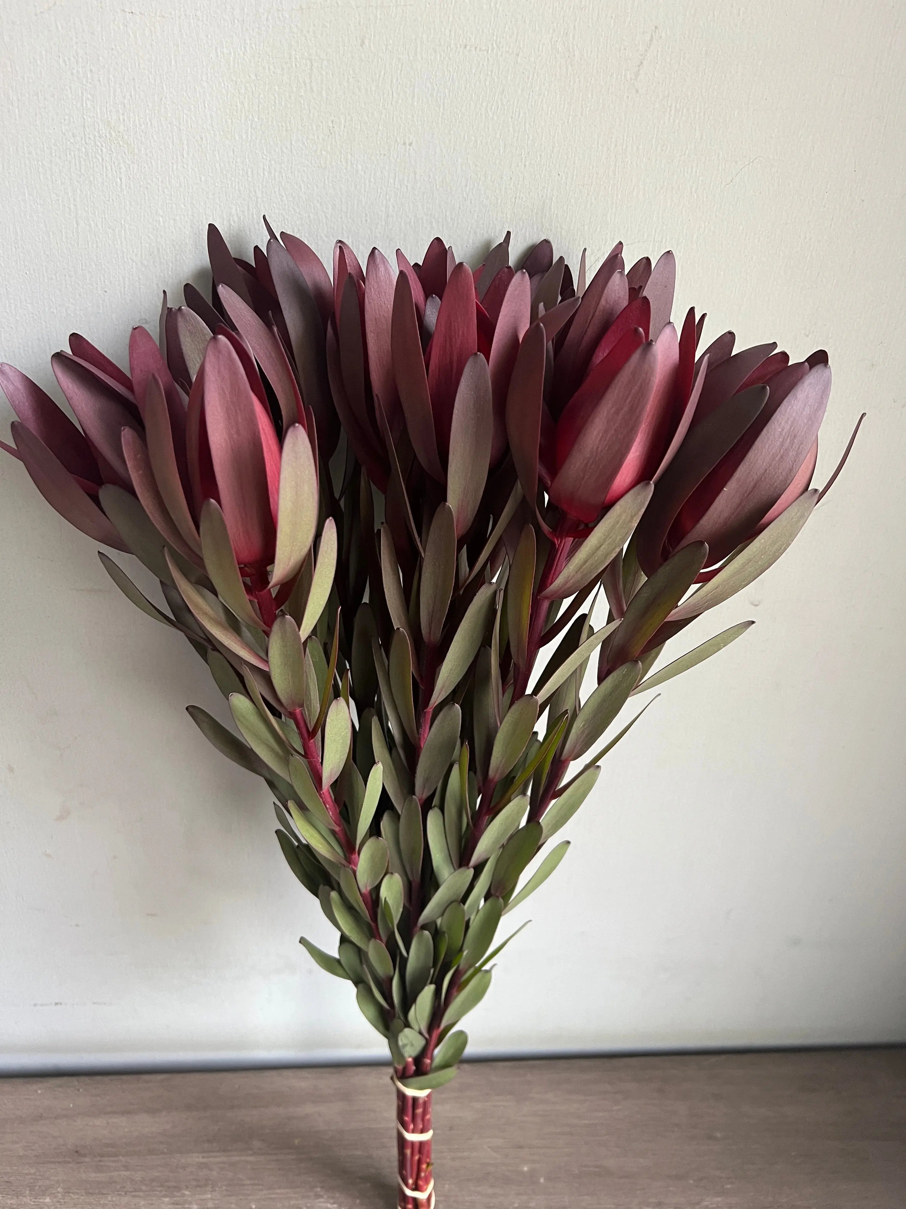 Sunset Safari 1magnolialane