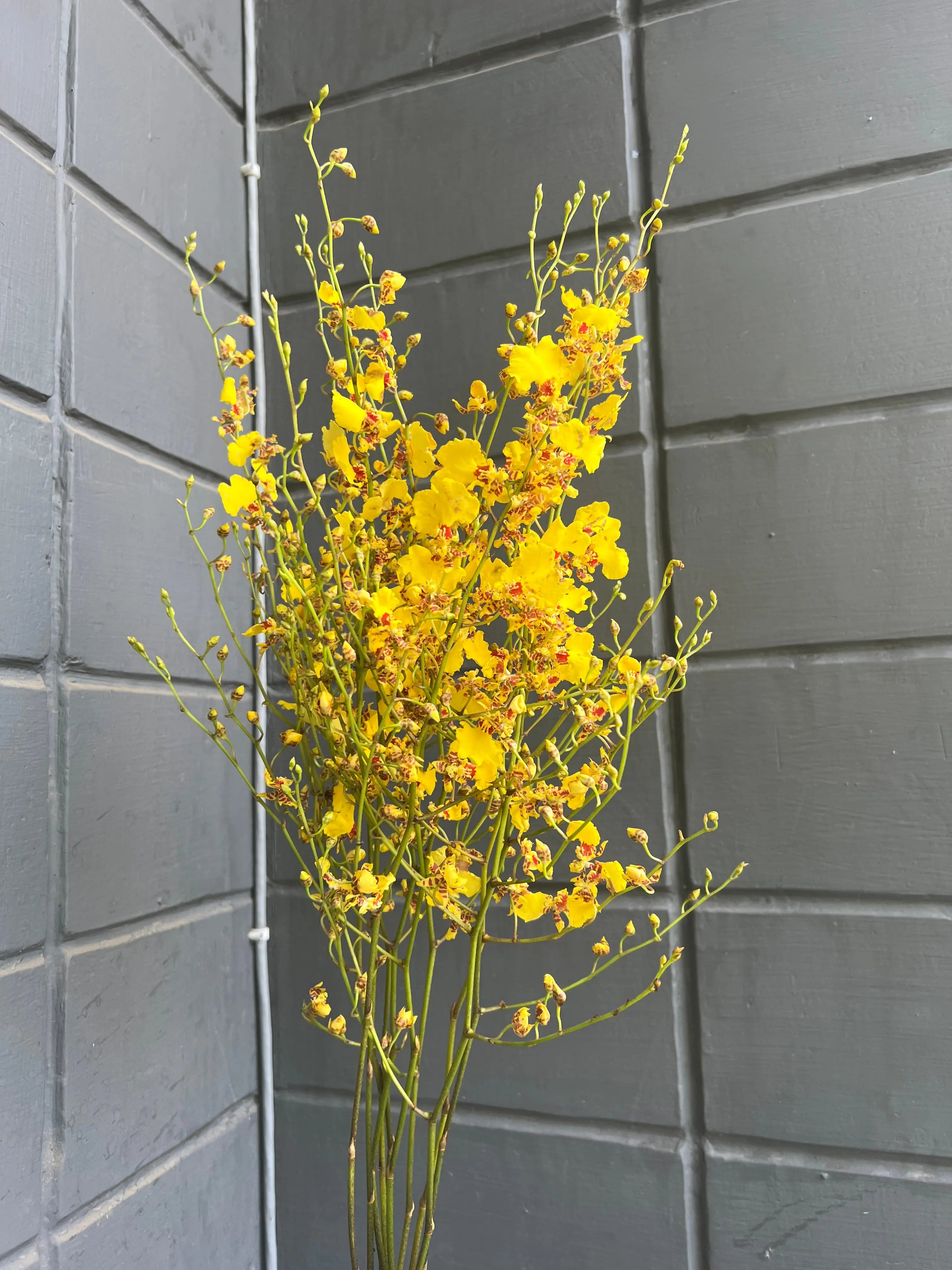 Oncidium 1magnolialane