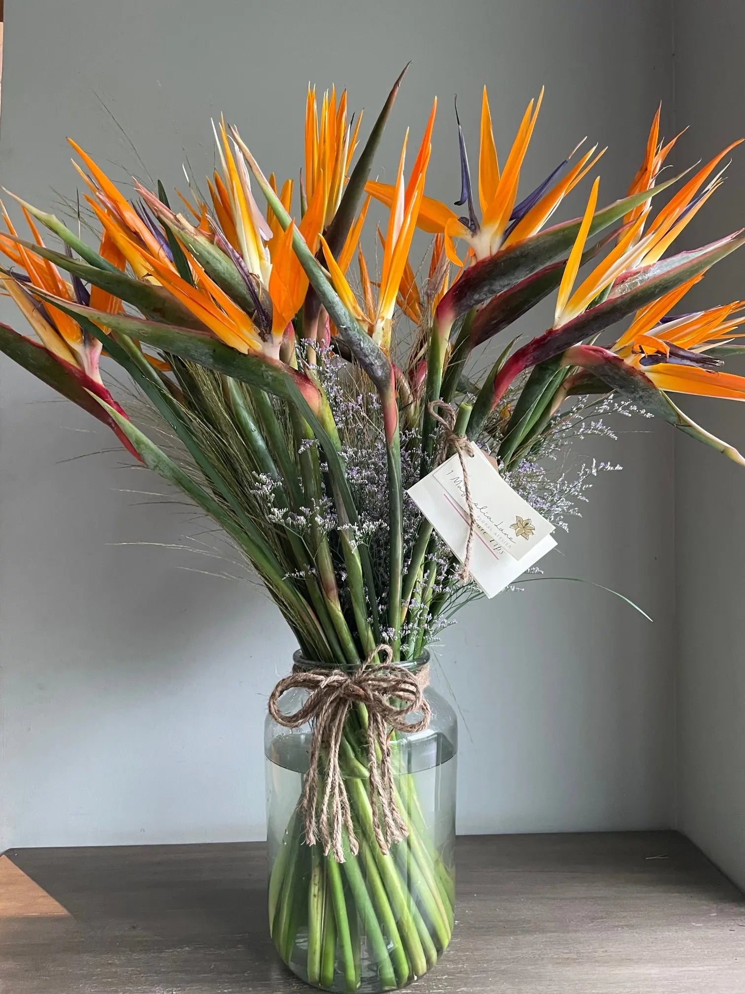 Bird of Paradise 1magnolialane