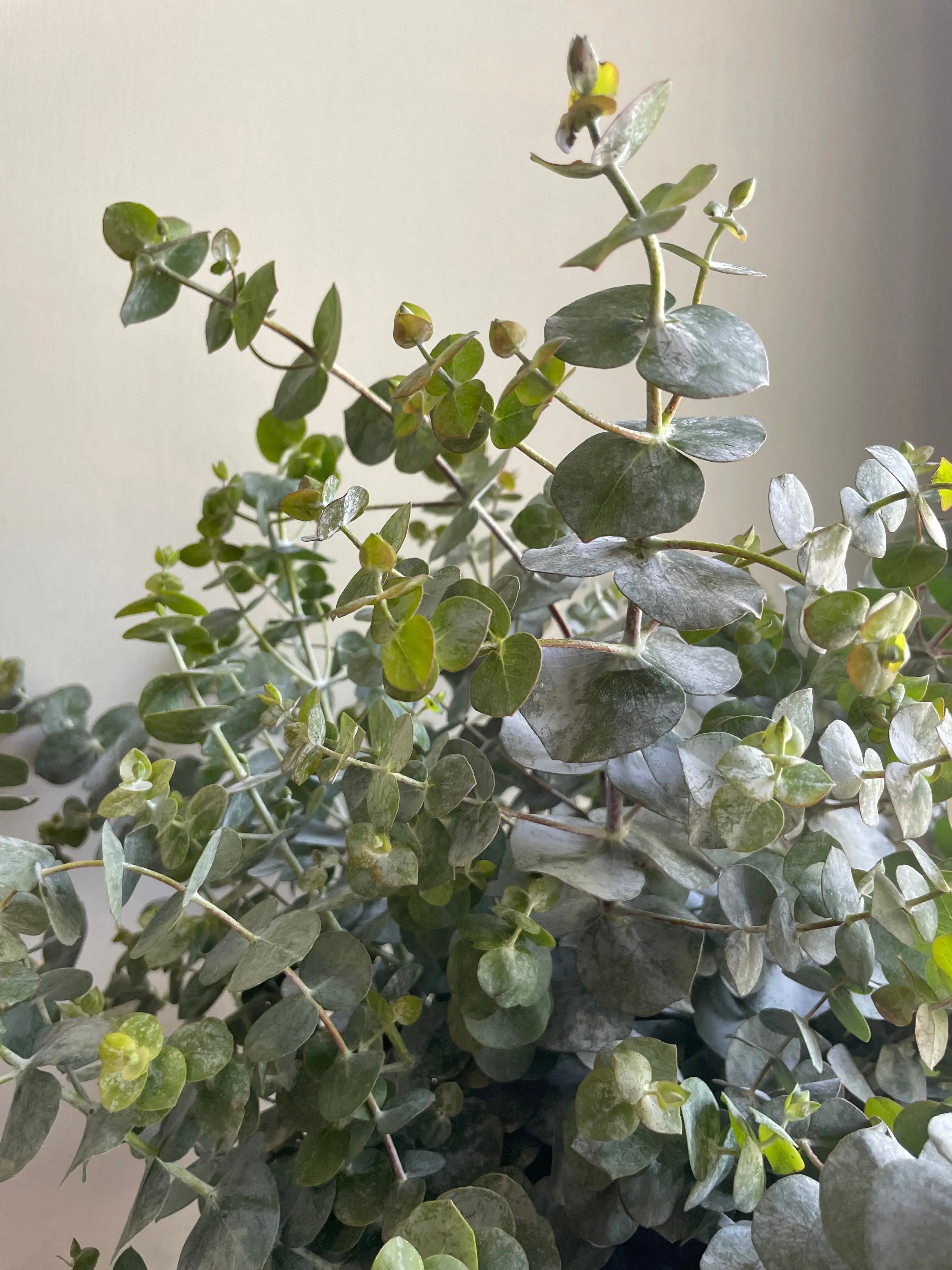 Greene Street 1magnolialane