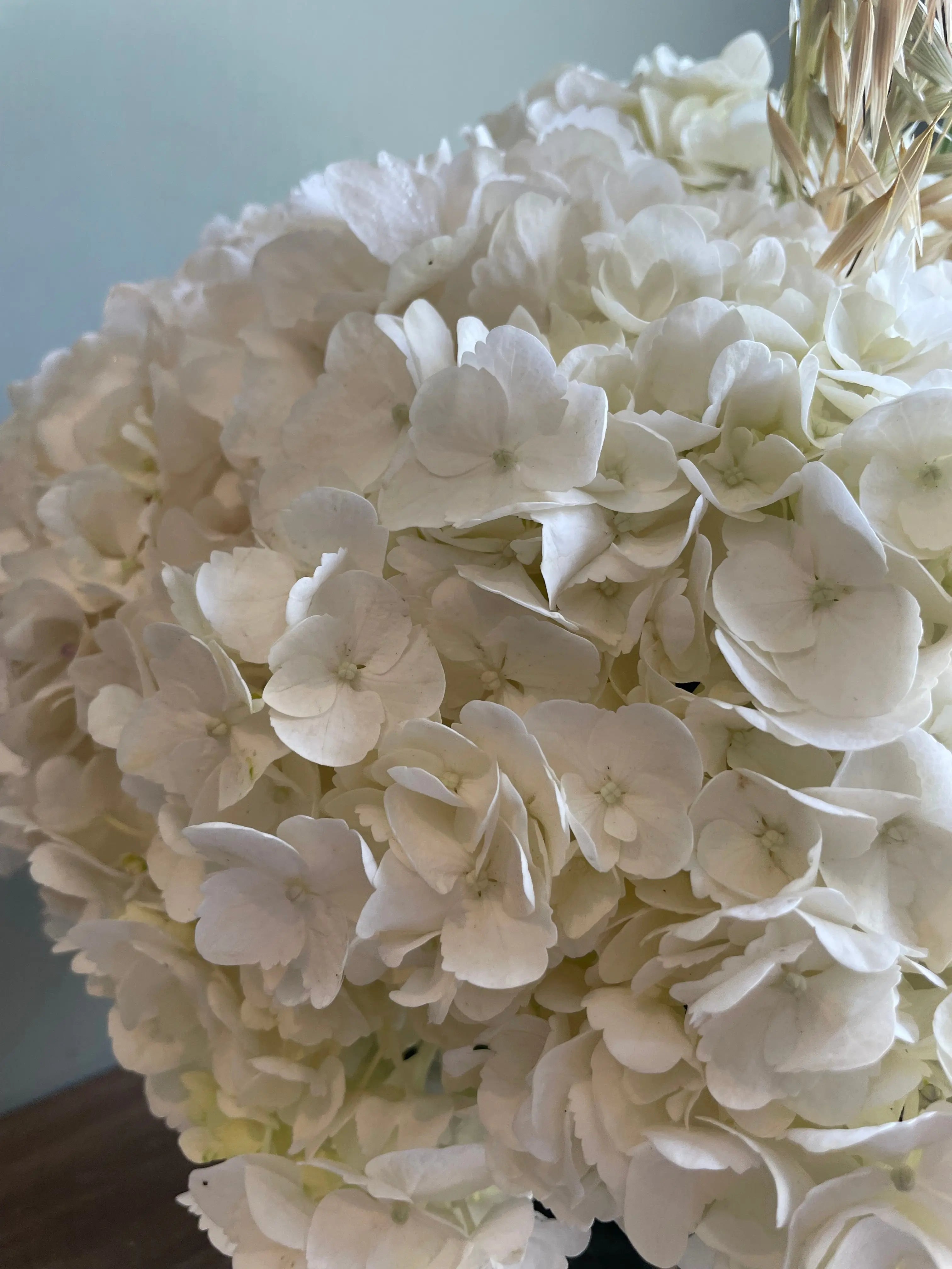 Havana Mama 1magnolialane