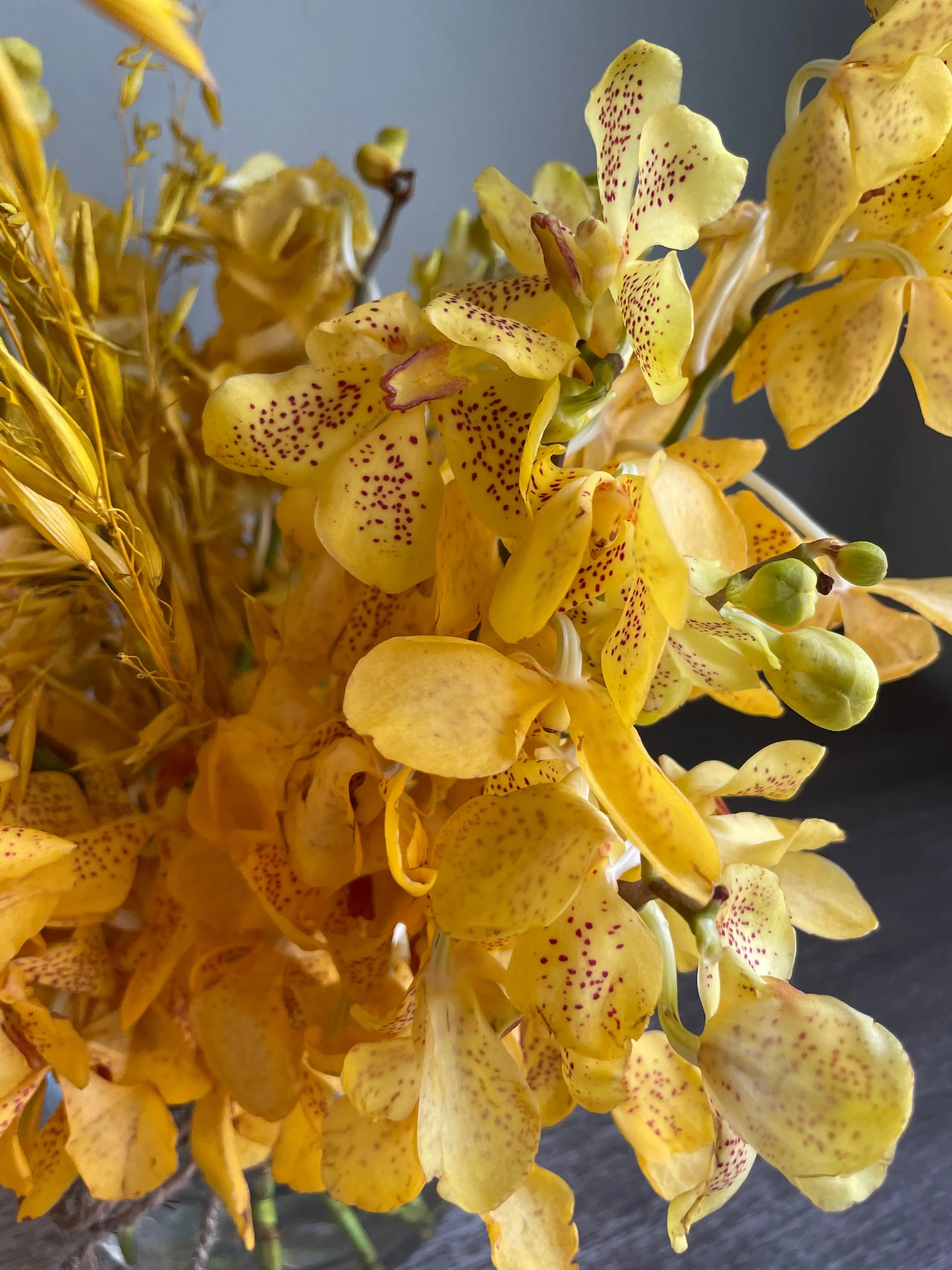 Smiling Dragons 1magnolialane