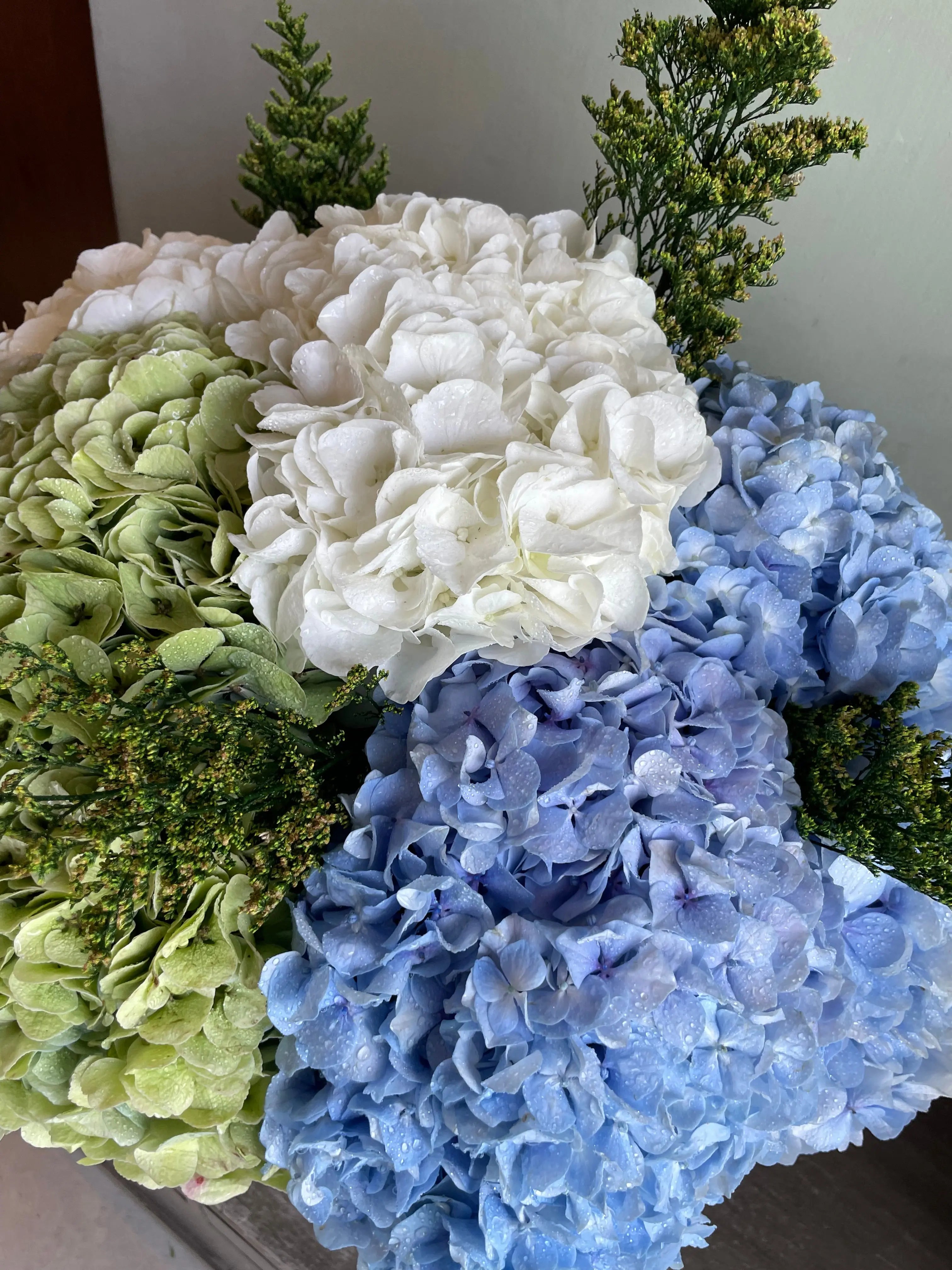 Ajisai 1magnolialane