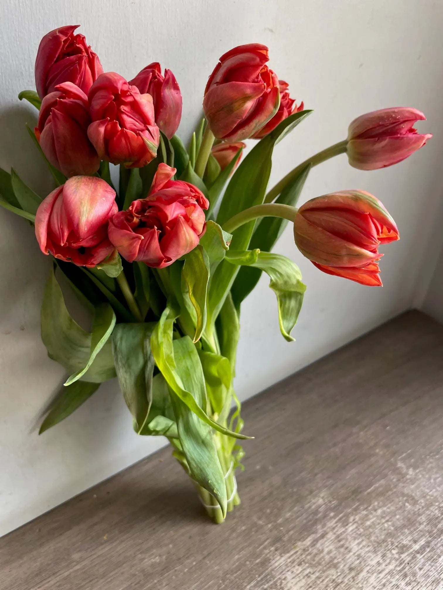 Tulips 1magnolialane