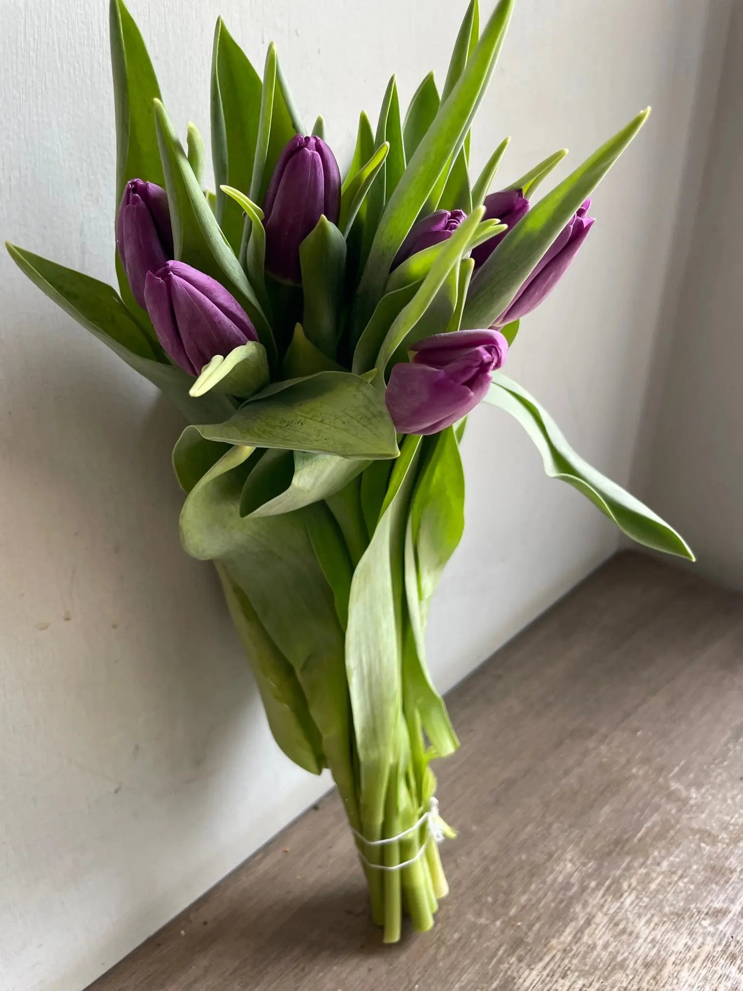 Tulips 1magnolialane