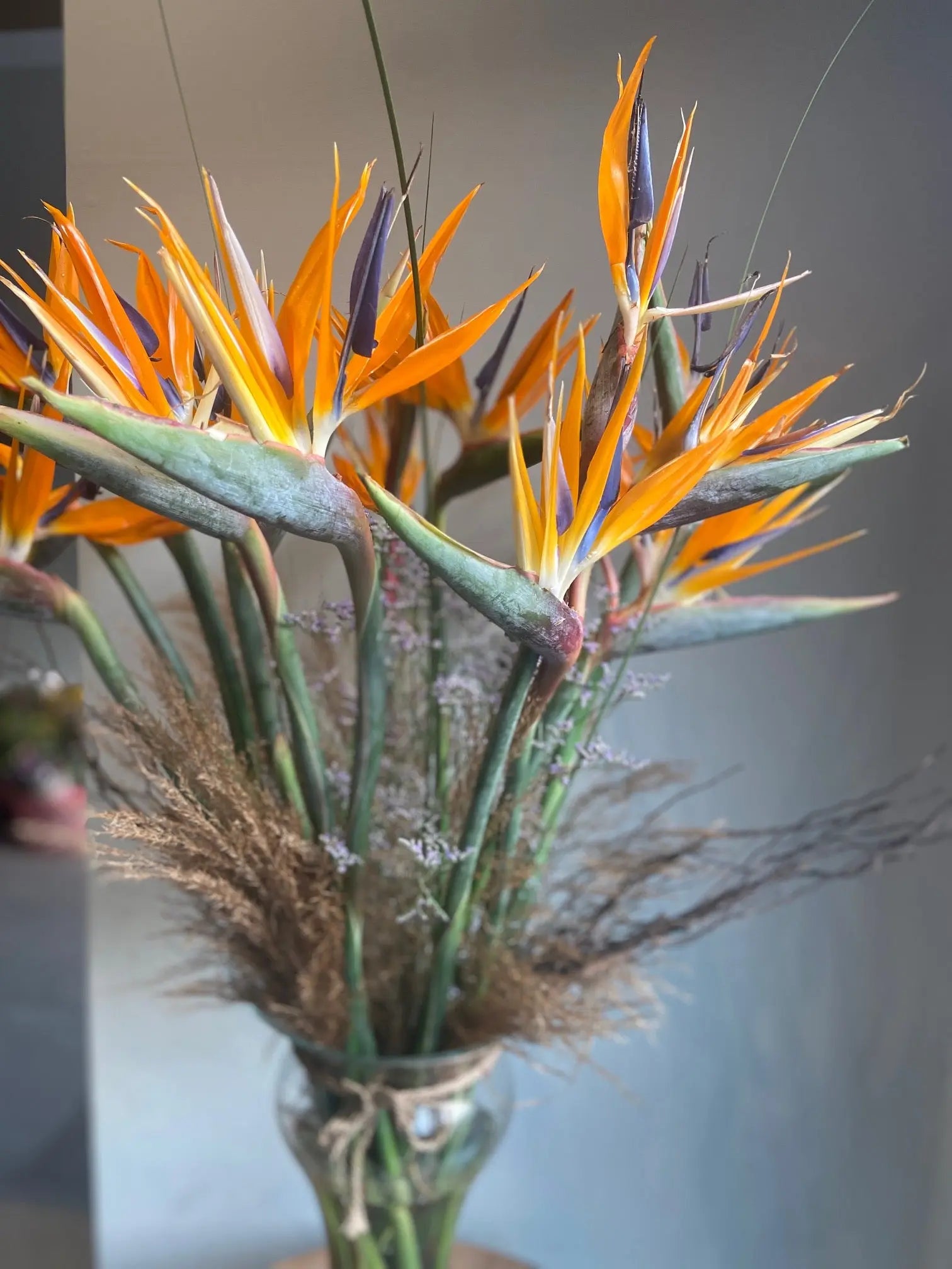 Bird of Paradise 1magnolialane