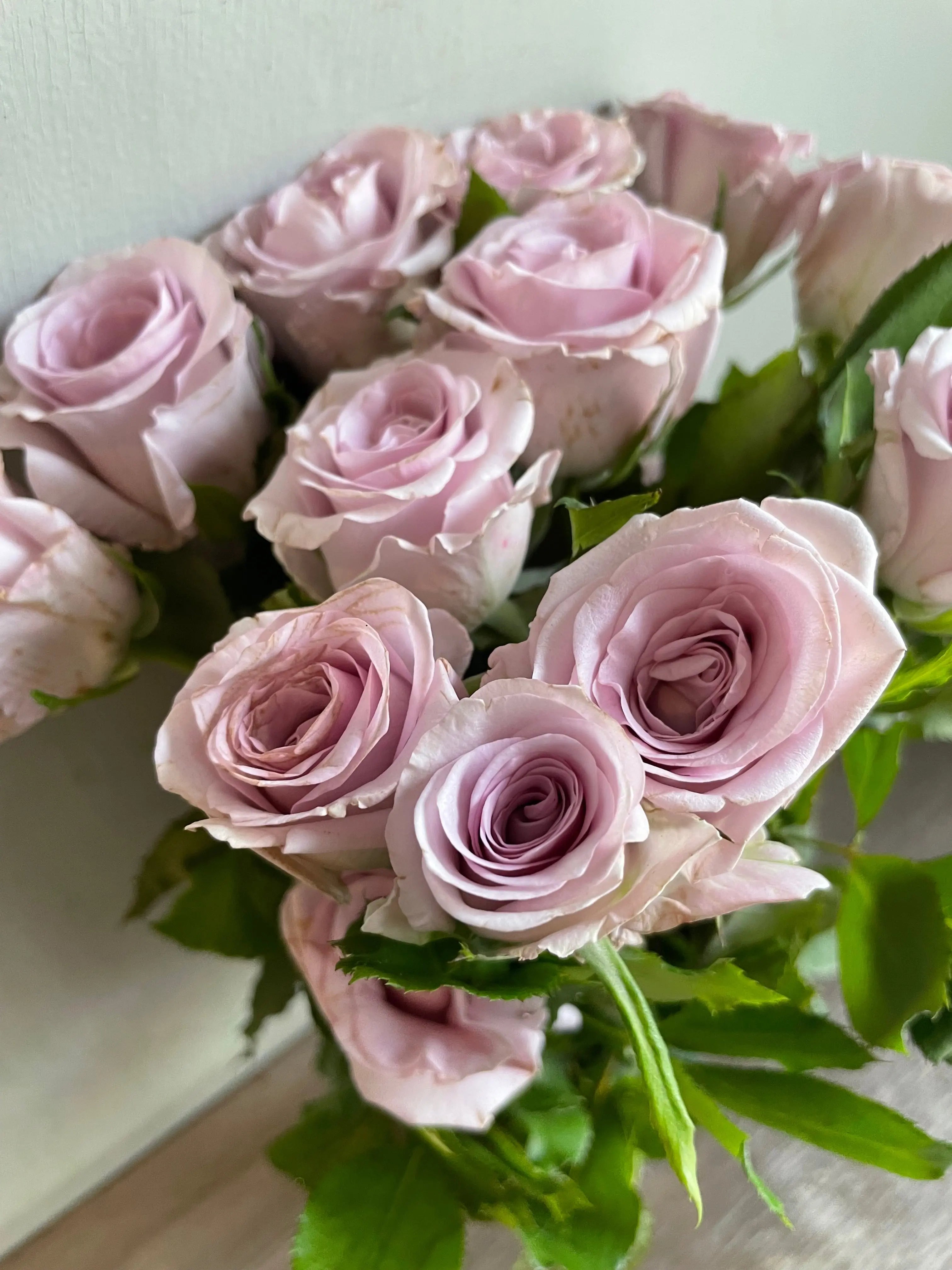 Rose 1magnolialane