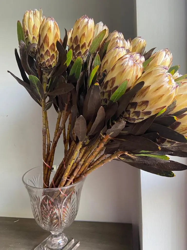 Protea 1magnolialane
