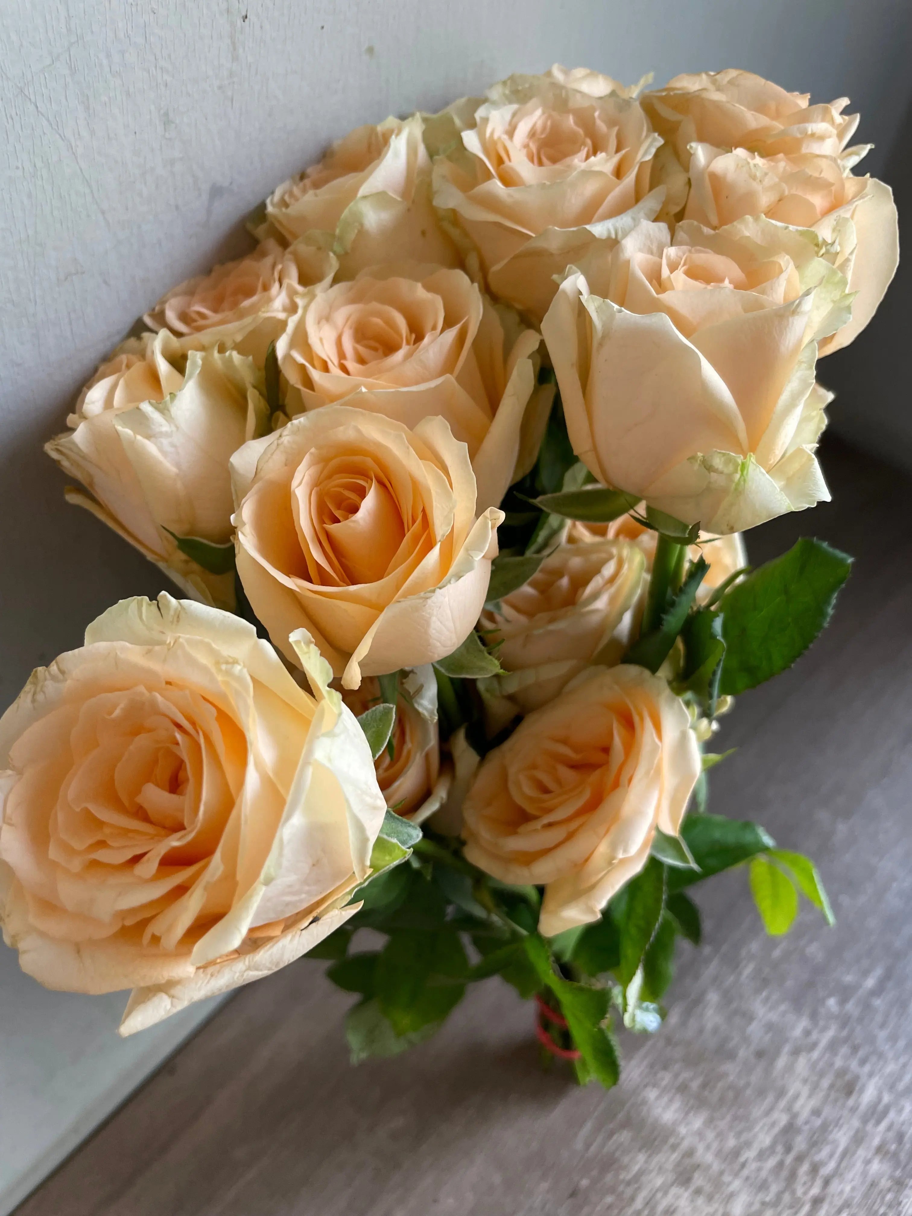 Rose 1magnolialane